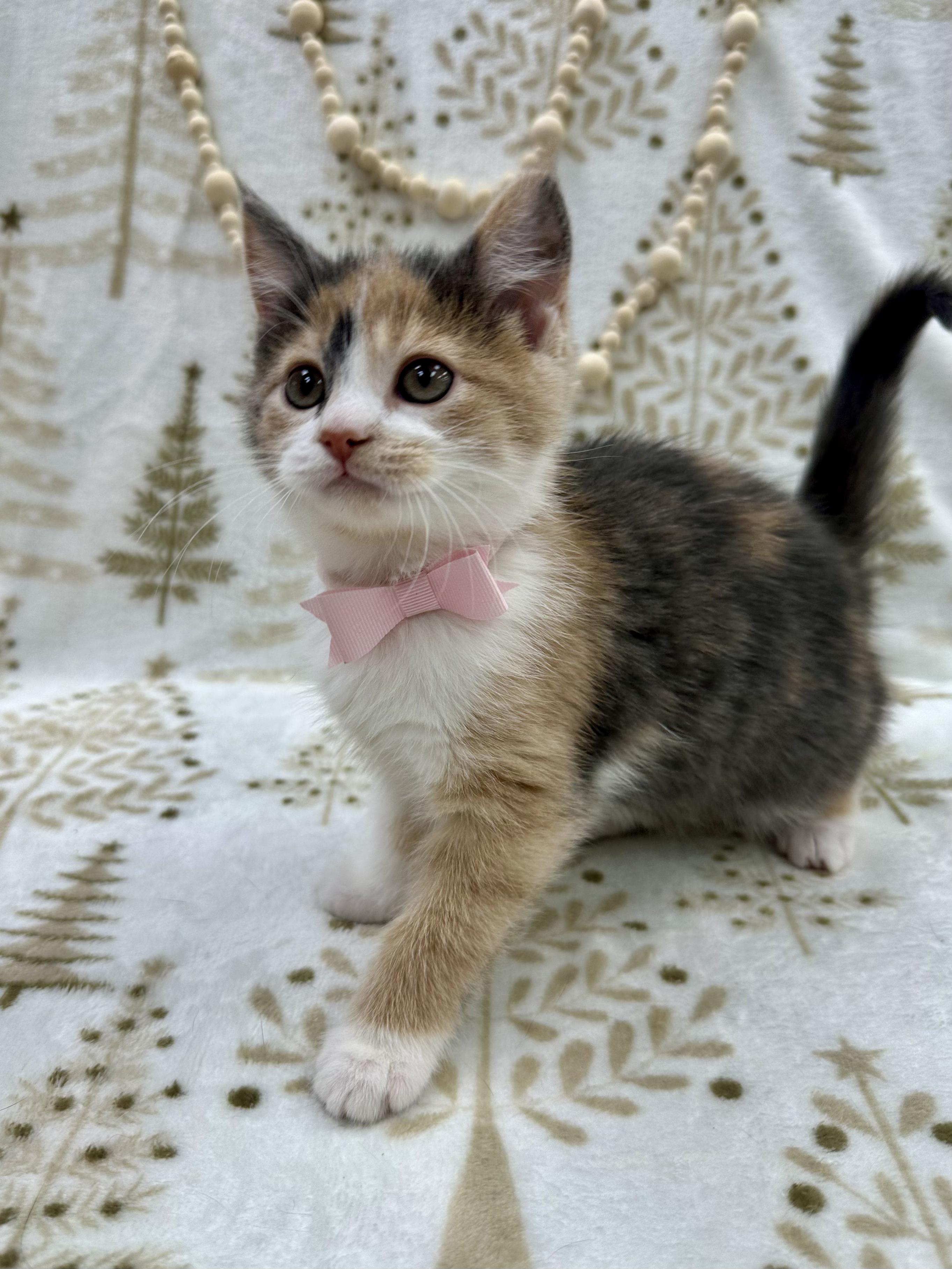 Princess Bubblegum thumbnail 4