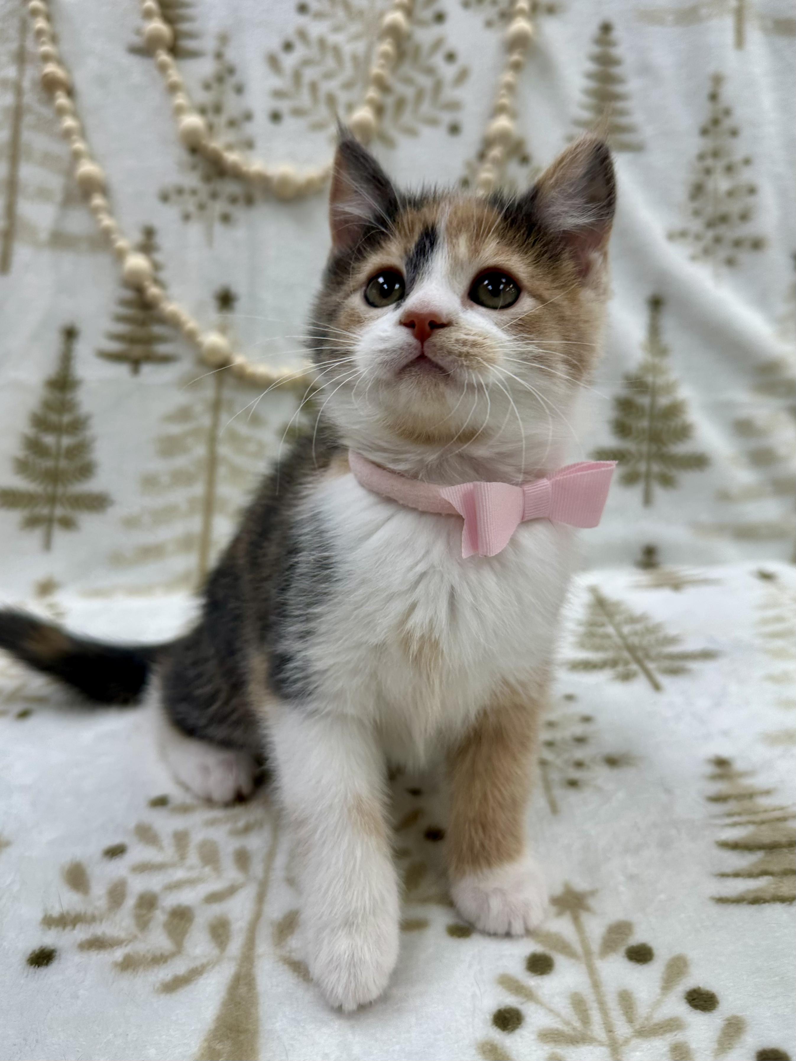 Princess Bubblegum thumbnail 5