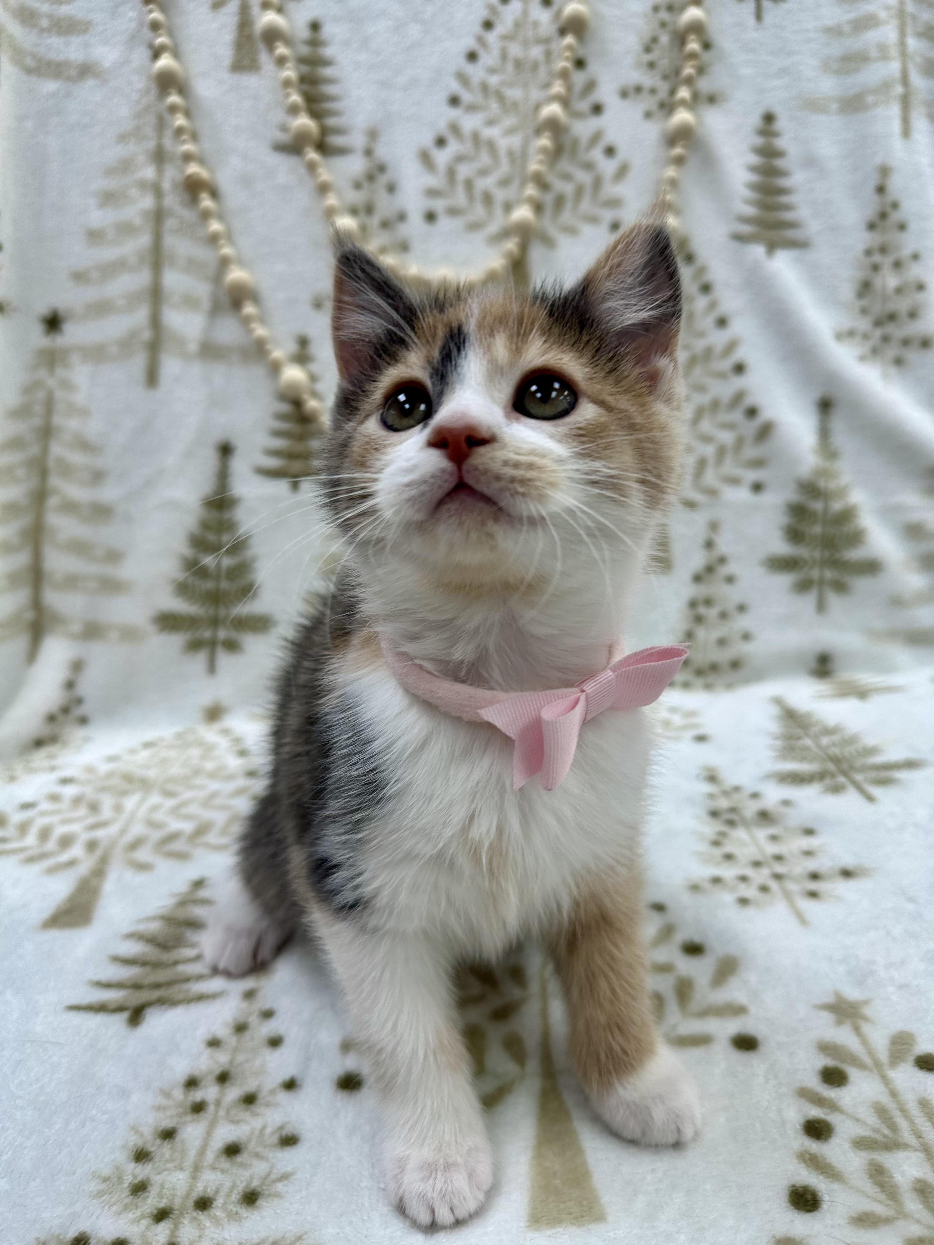 Princess Bubblegum thumbnail 6