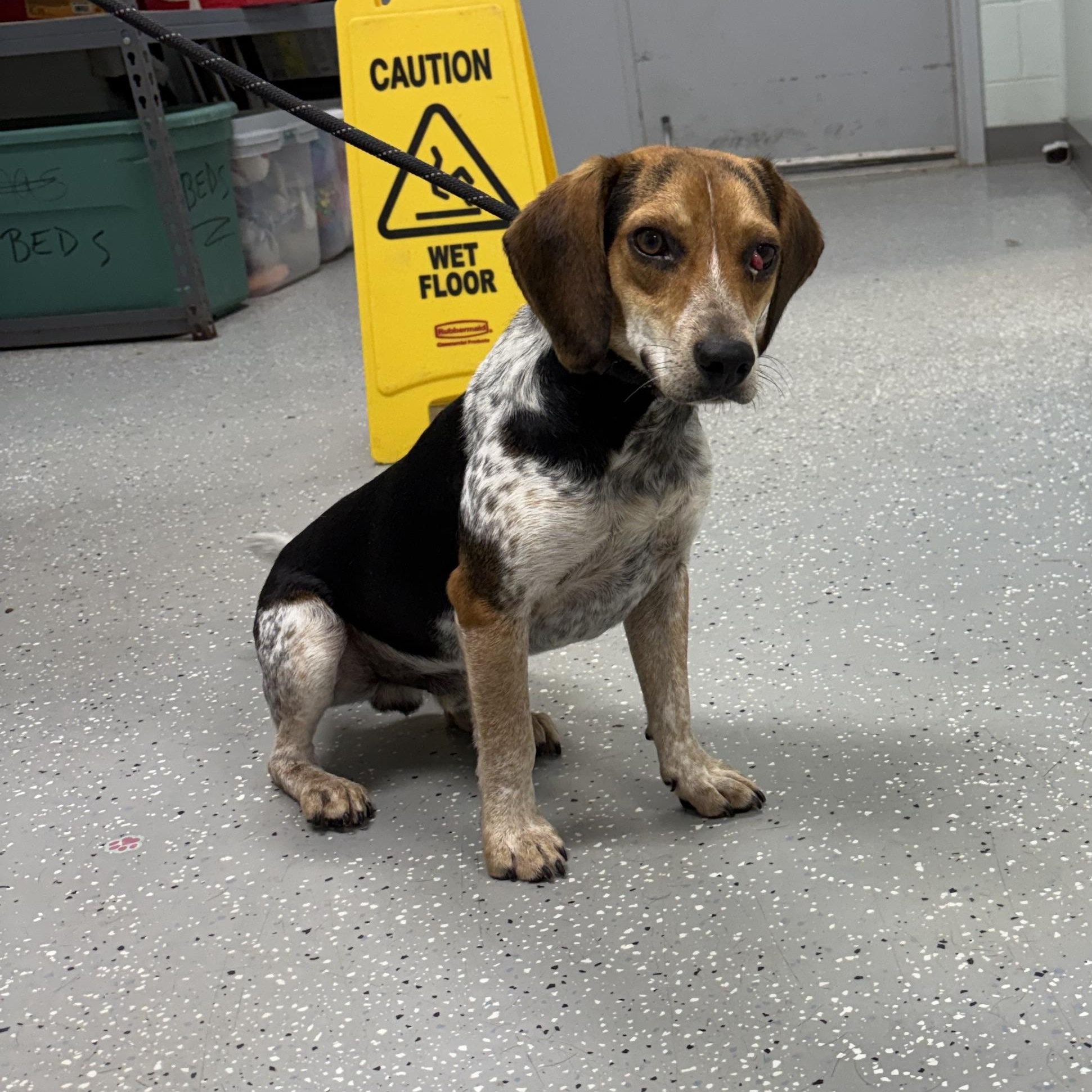 Enlarge Beaglejuice, a Adoptable Beagle in Bardstown, KY image 3/3