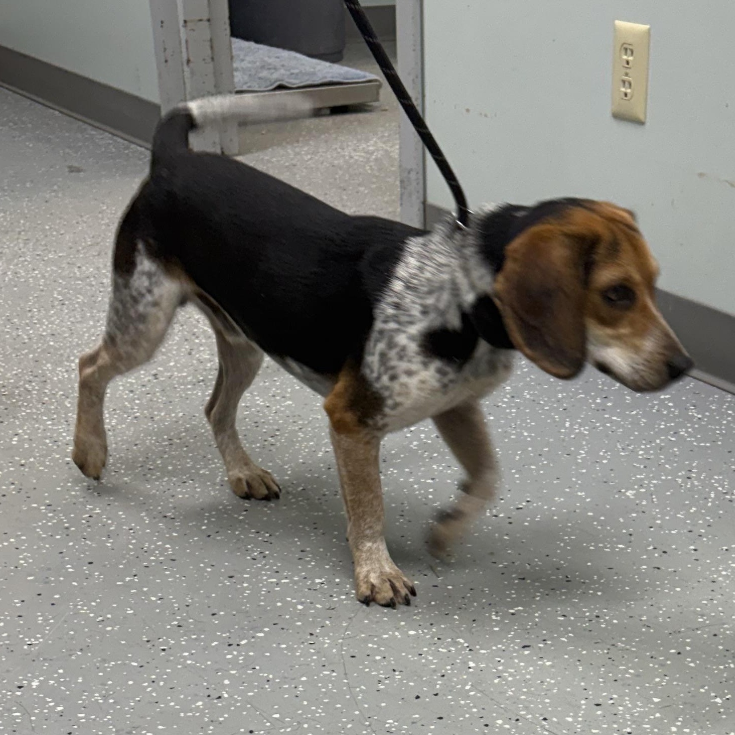 Enlarge Beaglejuice, a Adoptable Beagle in Bardstown, KY image 2/3