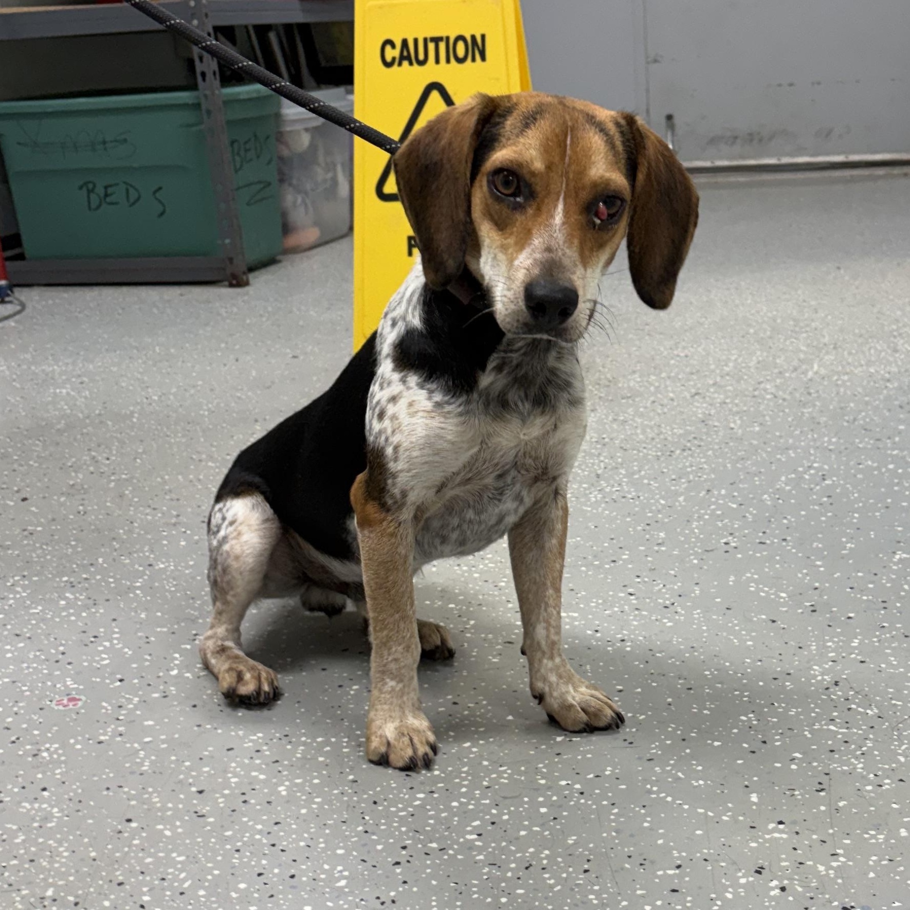 Enlarge Beaglejuice, a Adoptable Beagle in Bardstown, KY image 1/3