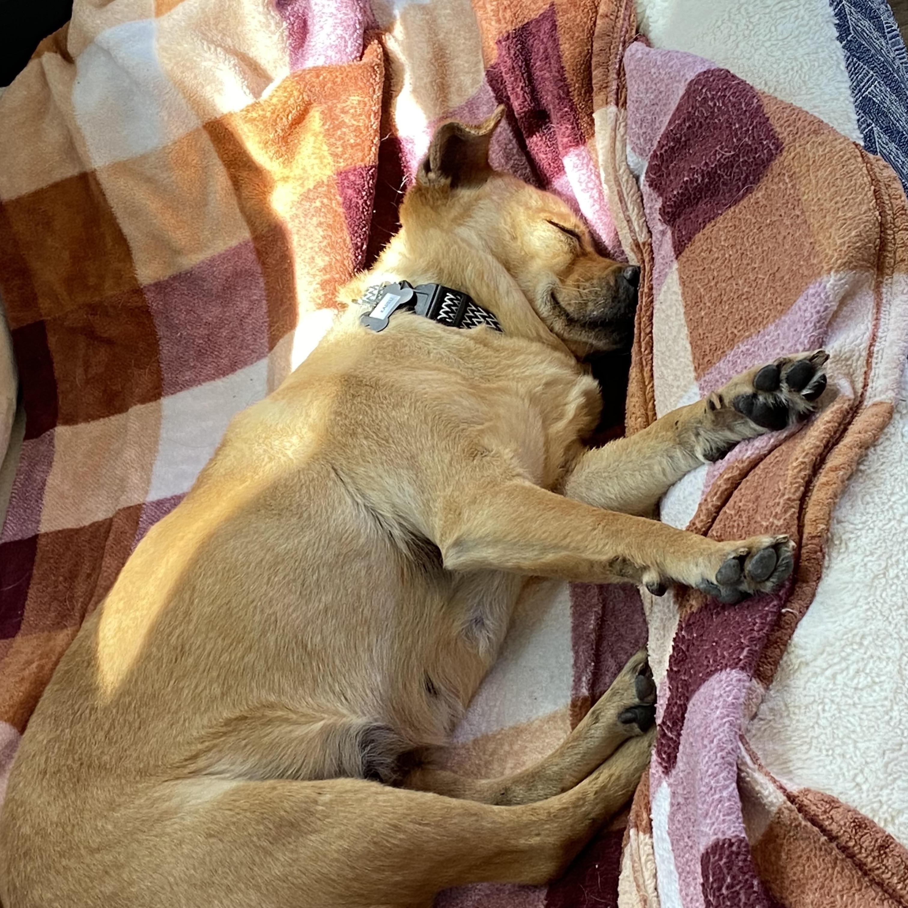 Enlarge Kareli, a ADOPTABLE mixed breed in Santa Rosa, CA image 3/3