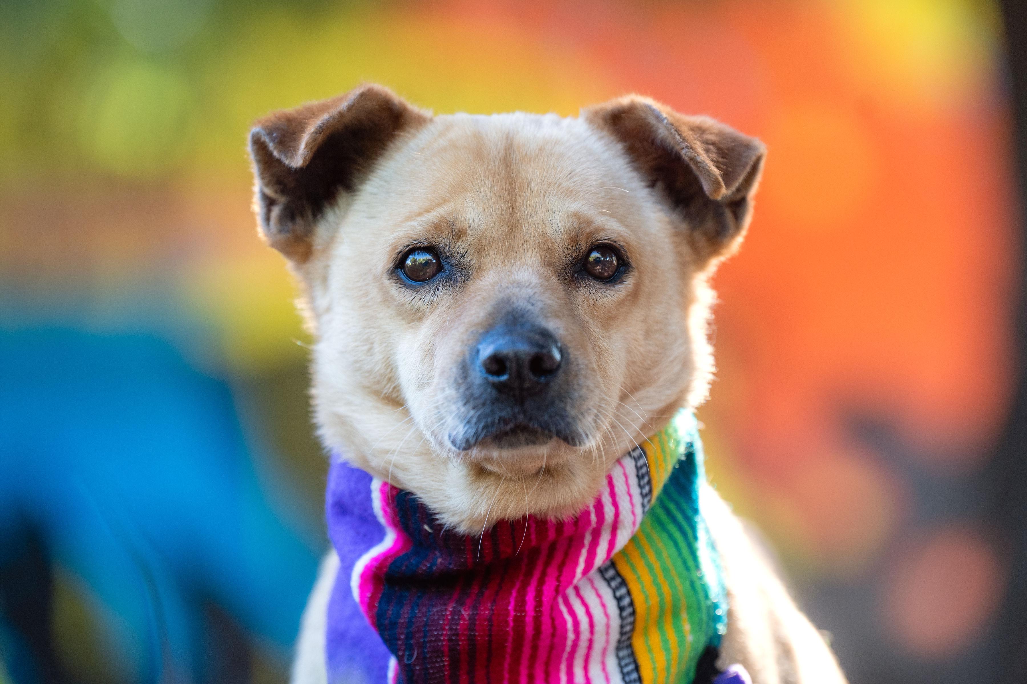 Enlarge Kareli, a ADOPTABLE mixed breed in Santa Rosa, CA image 2/3