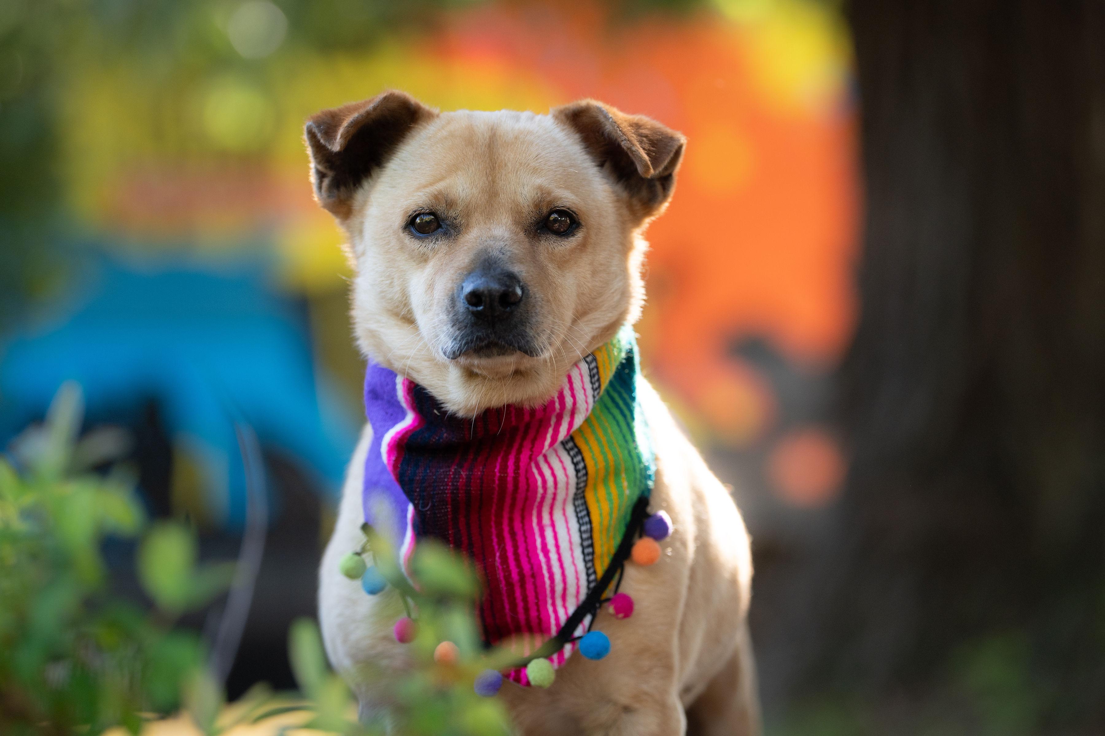 Enlarge Kareli, a ADOPTABLE mixed breed in Santa Rosa, CA image 1/3