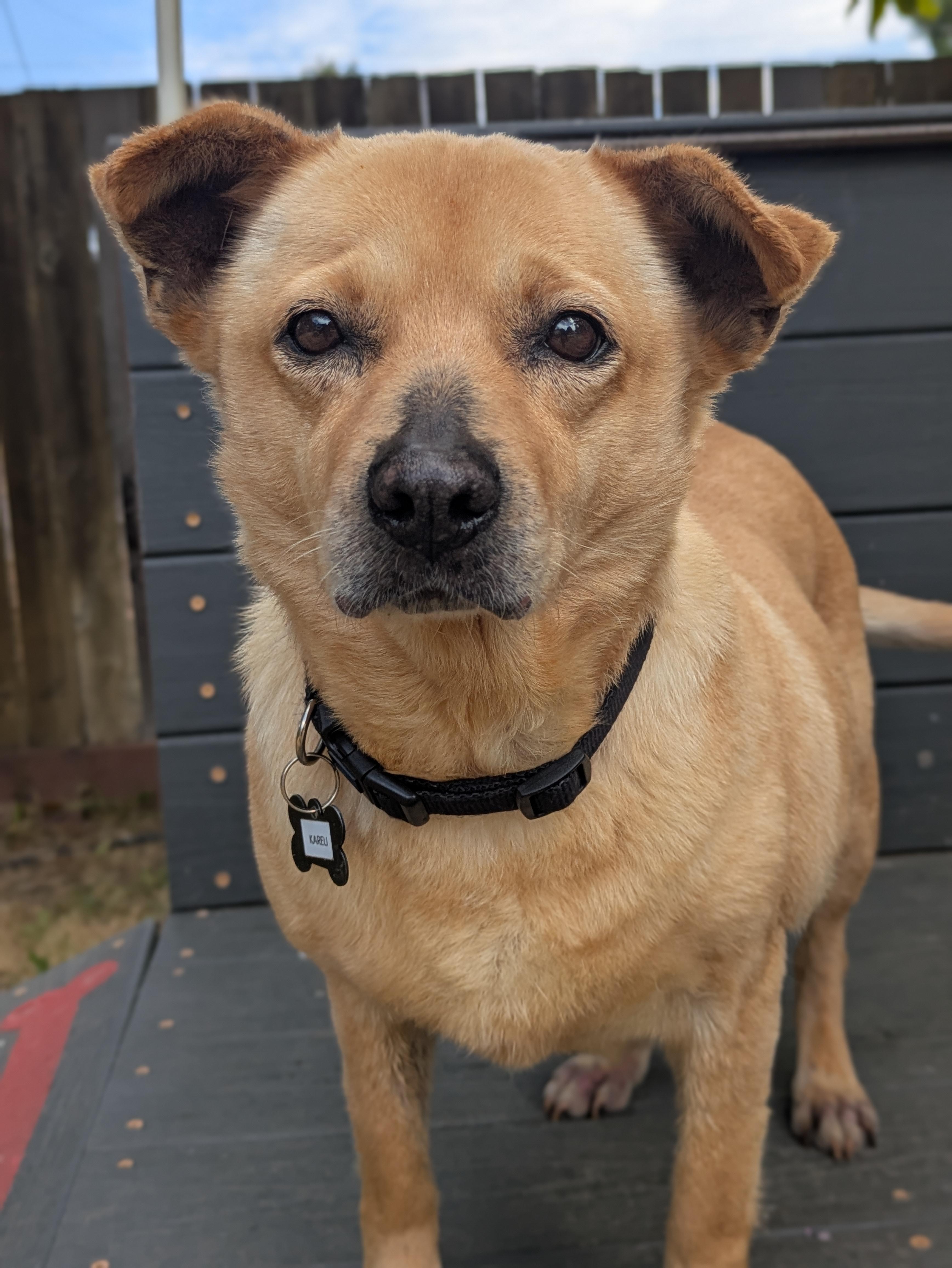 Kareli, ADOPTABLE, Adult Female Terrier.