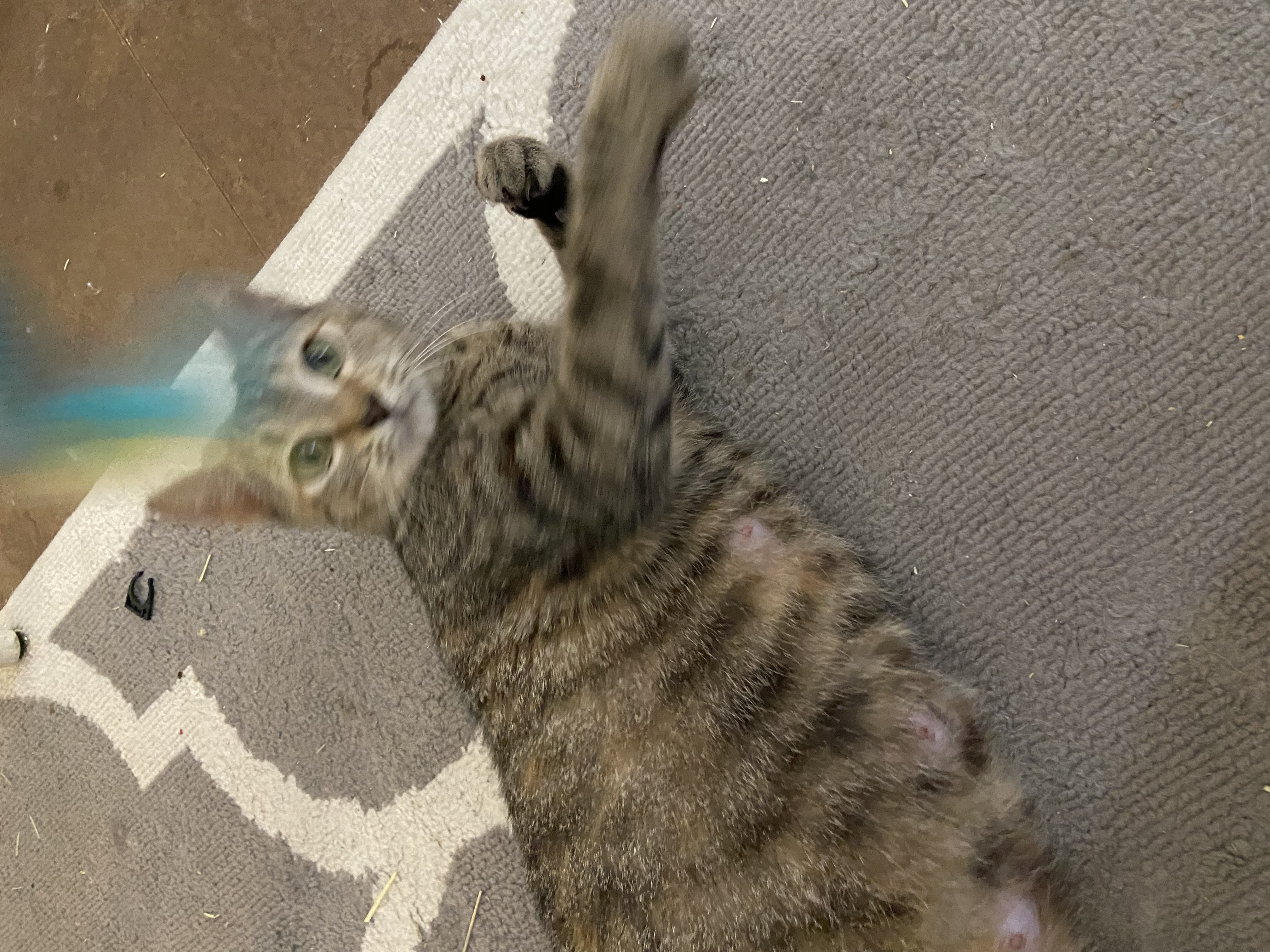 Mollie, Adoptable, Adult Female Domestic Short Hair.