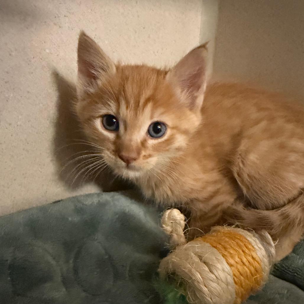 Enlarge Hephaestus (26-3Y-1), a Adoptable Domestic Short Hair in Rifle, CO image 2/2