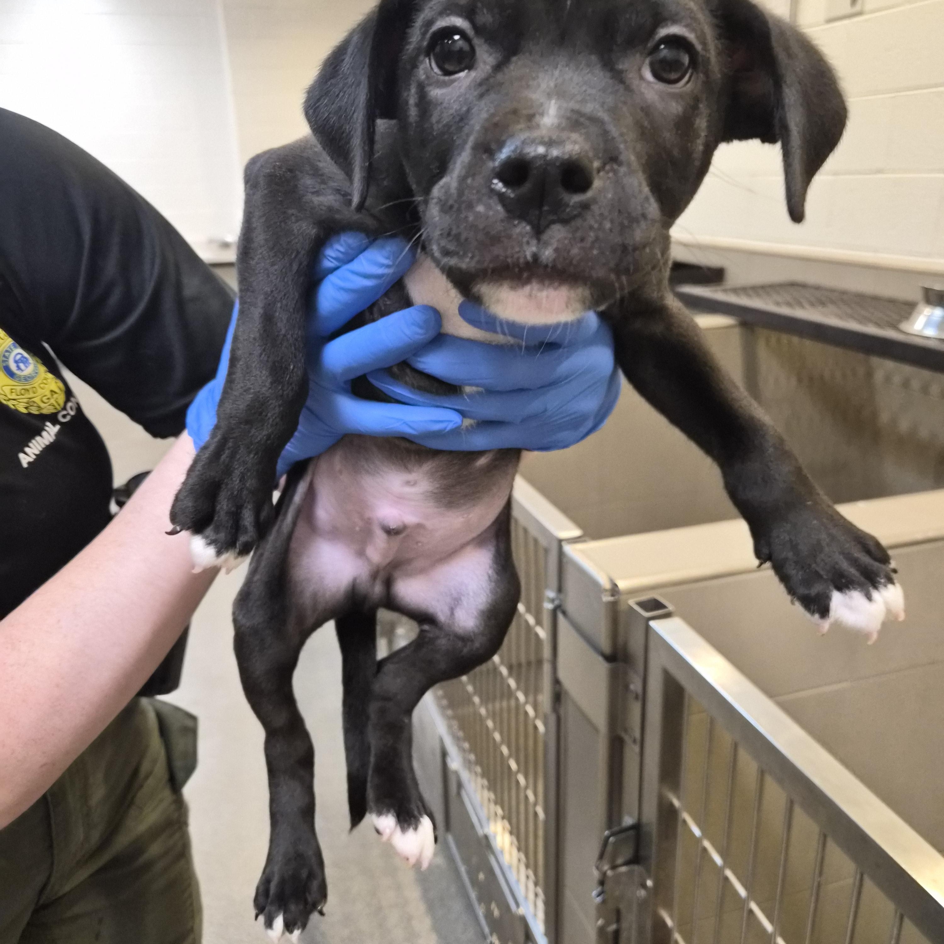 Enlarge Popcorn , a Adoptable Mixed Breed in Rock Hill, NY image 1/1