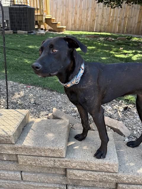 Oakley, a Adoptable mixed breed in Orland Park, IL image 2/5