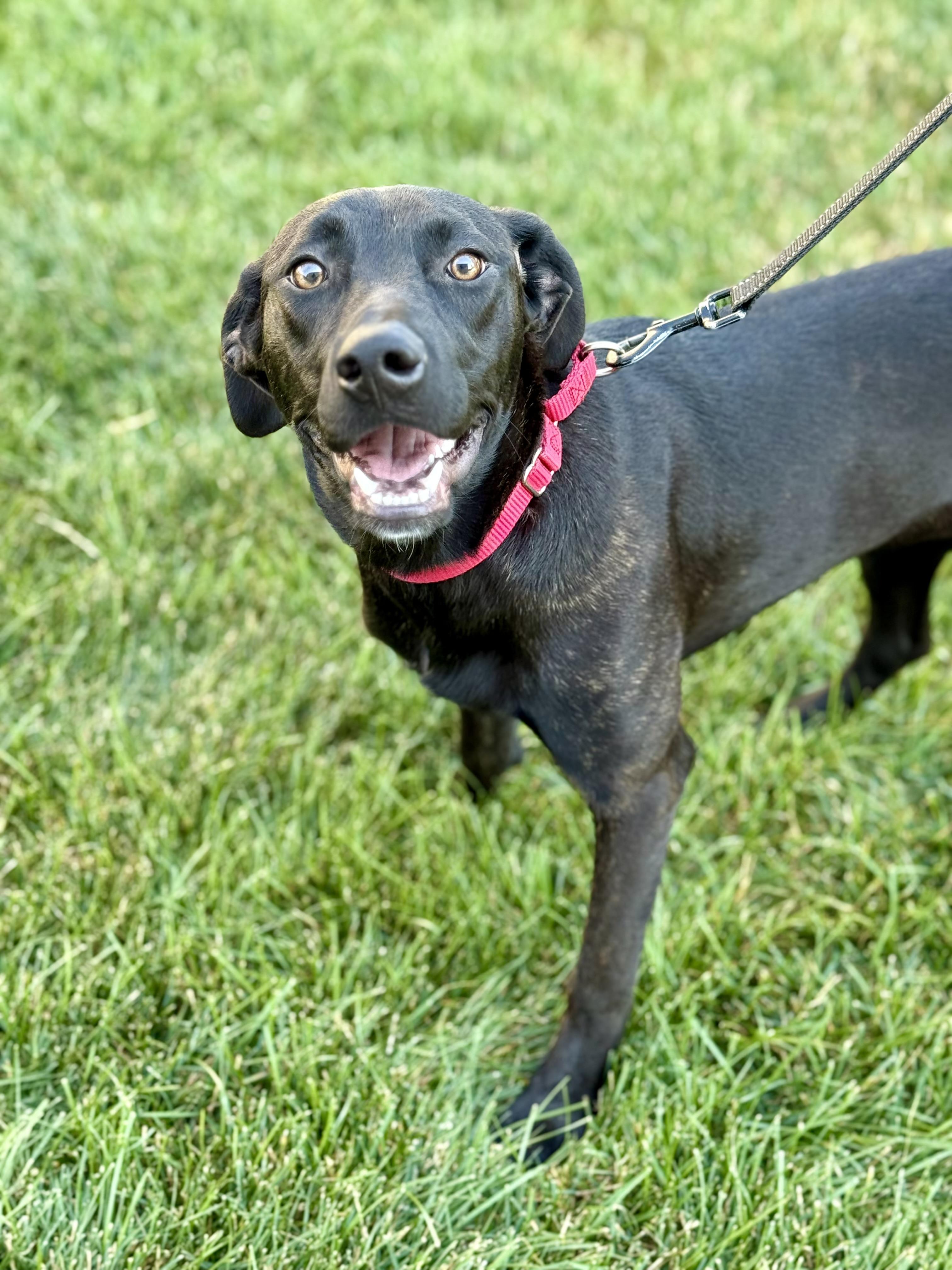 Oakley, a Adoptable mixed breed in Orland Park, IL image 5/5