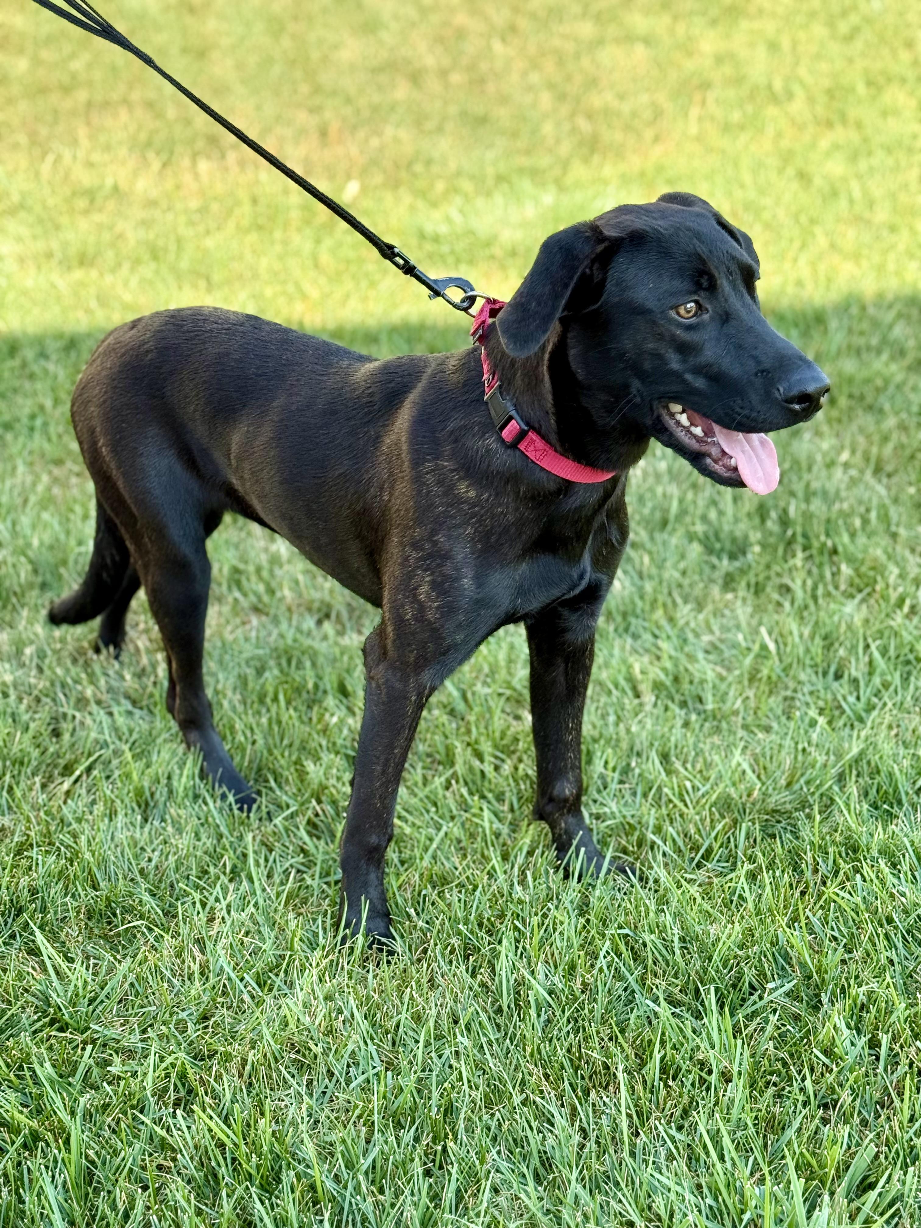 Oakley, a Adoptable mixed breed in Orland Park, IL image 4/5