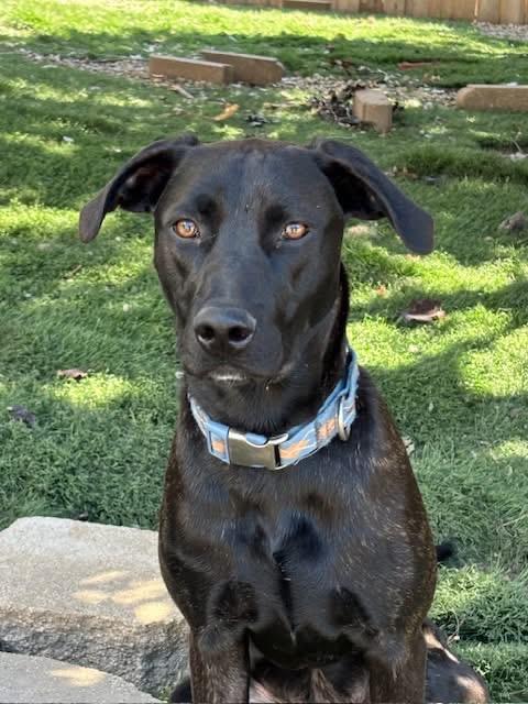 Oakley, a Adoptable mixed breed in Orland Park, IL image 3/5