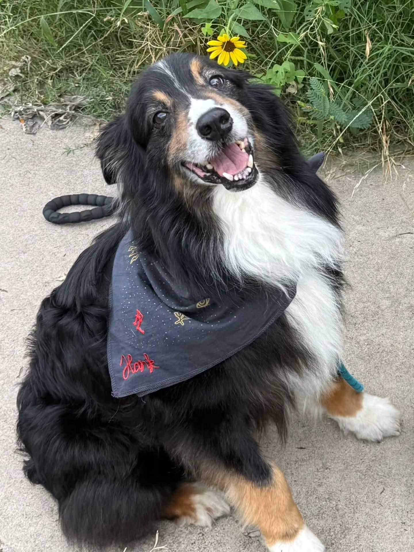 Hank photo 1
