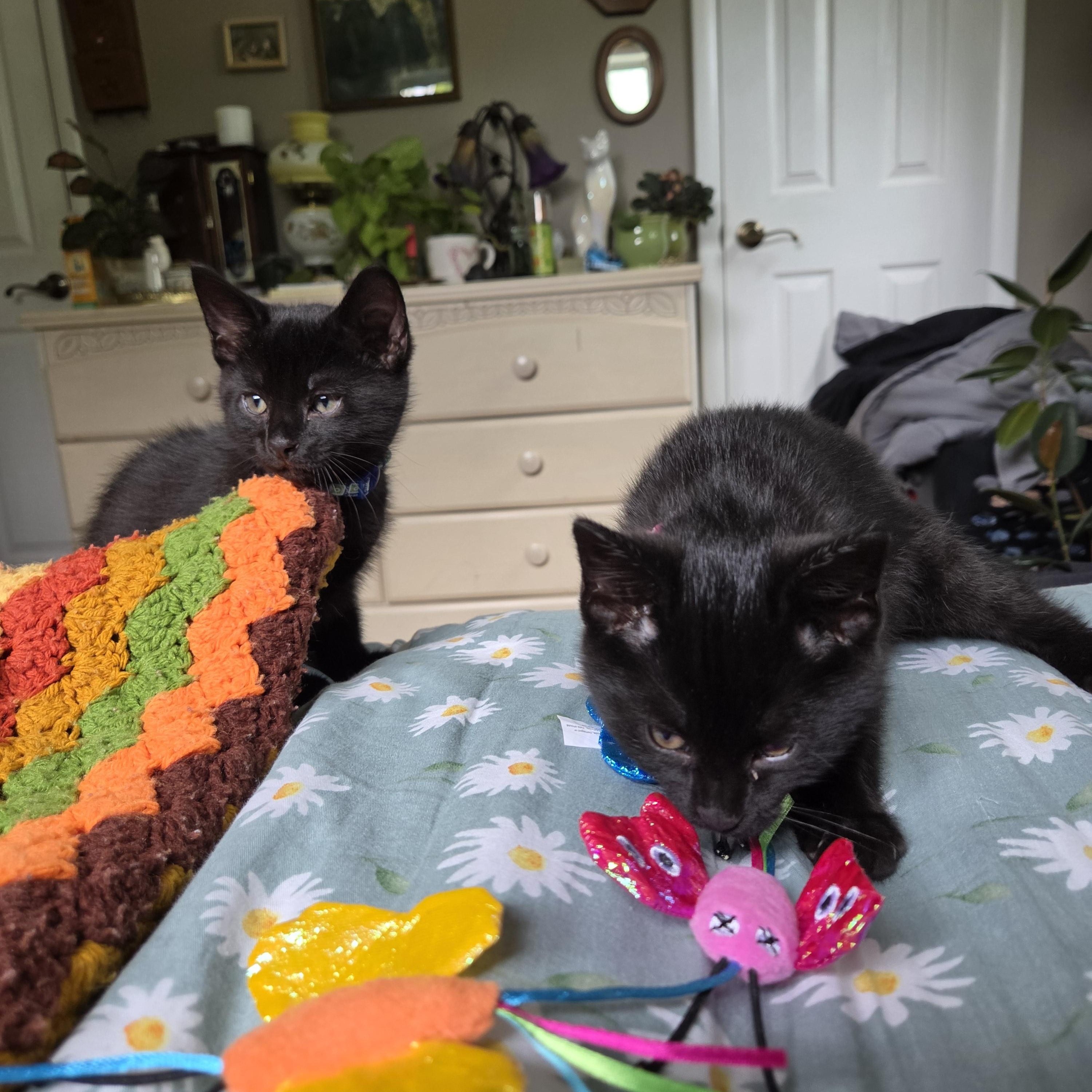 Enlarge Soot (bonded with Sprite), a ADOPTABLE mixed breed in Fort Oglethorpe, GA image 5/6