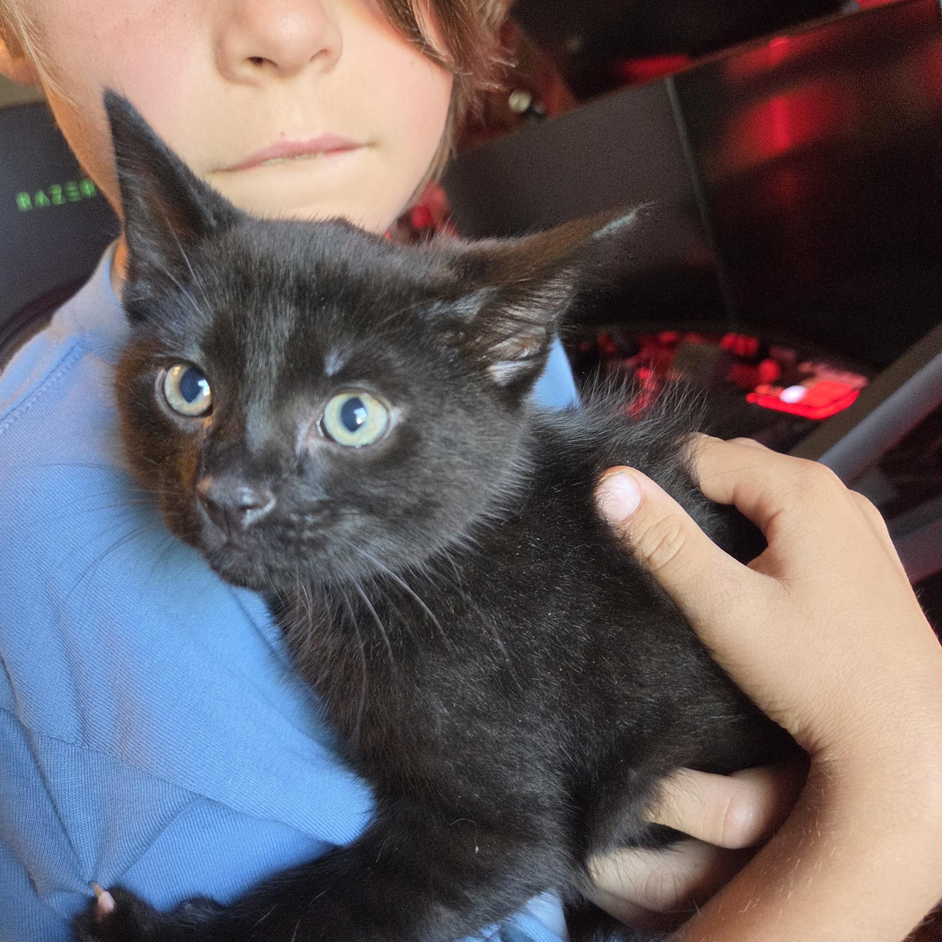 Enlarge Soot (bonded with Sprite), a ADOPTABLE mixed breed in Fort Oglethorpe, GA image 6/6