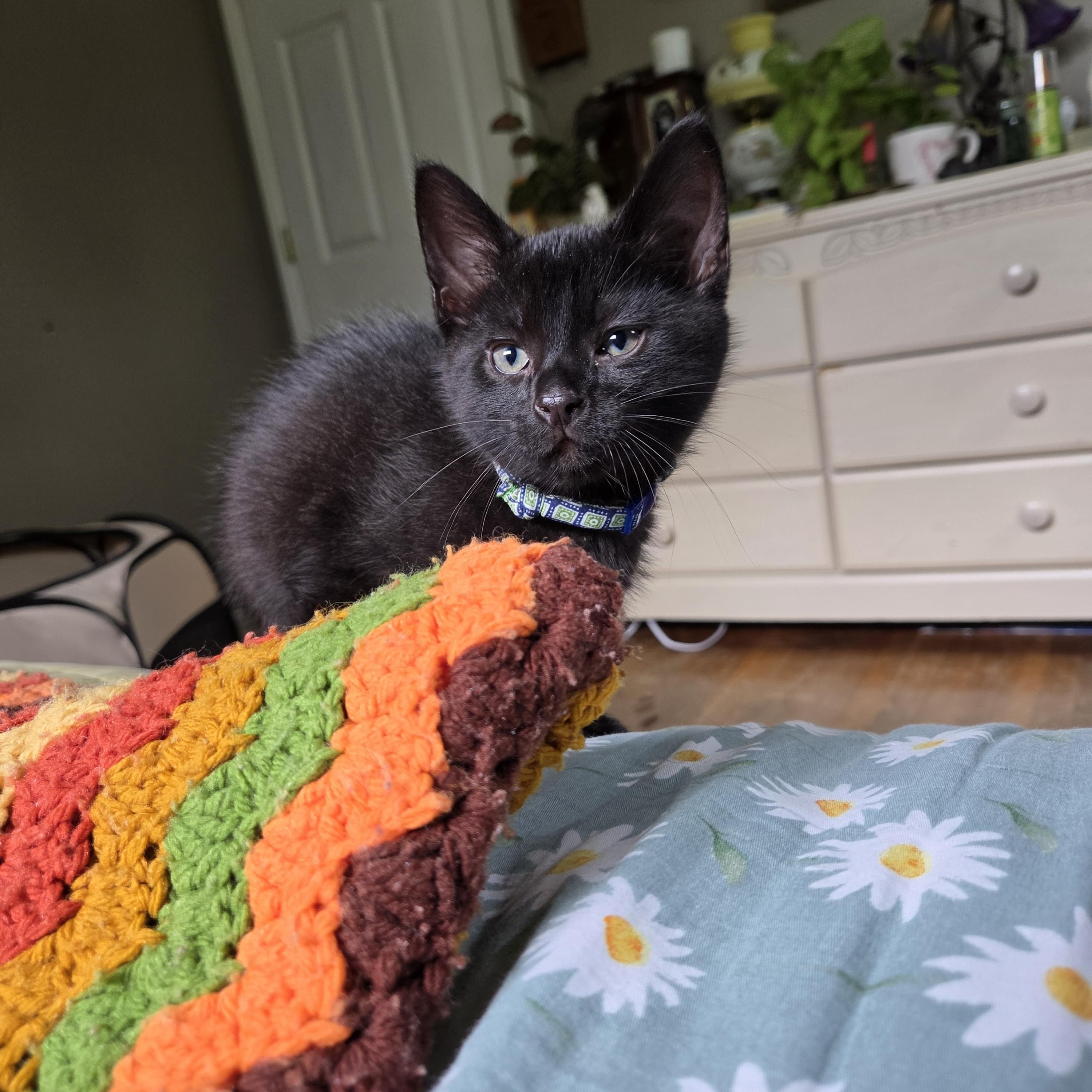 Enlarge Soot (bonded with Sprite), a ADOPTABLE mixed breed in Fort Oglethorpe, GA image 3/6