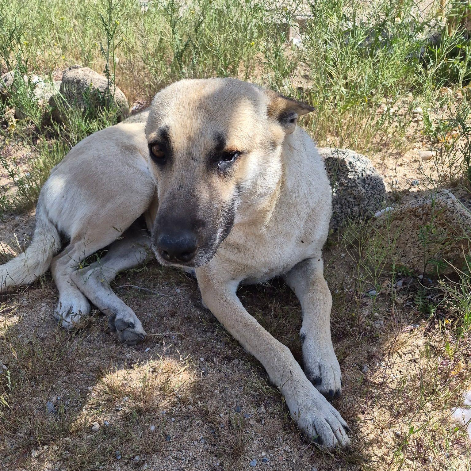Enlarge Tassi, an adopted mixed breed in Agua Dulce, CA image 2/3