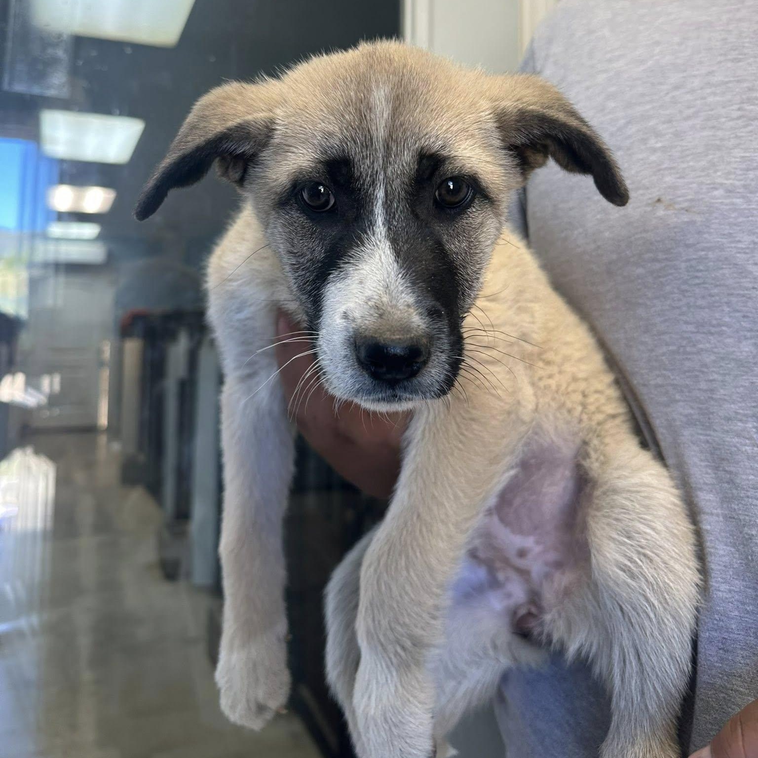 Tassi, adopted, Puppy Female Shepherd & Great Pyrenees.