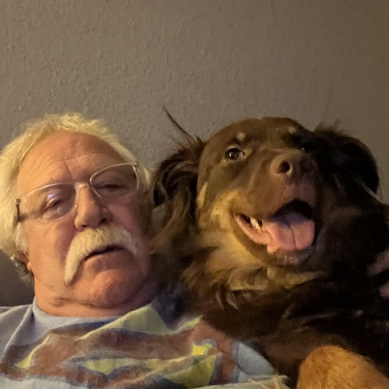 Miss Lily , adopted, Young Female Australian Shepherd.