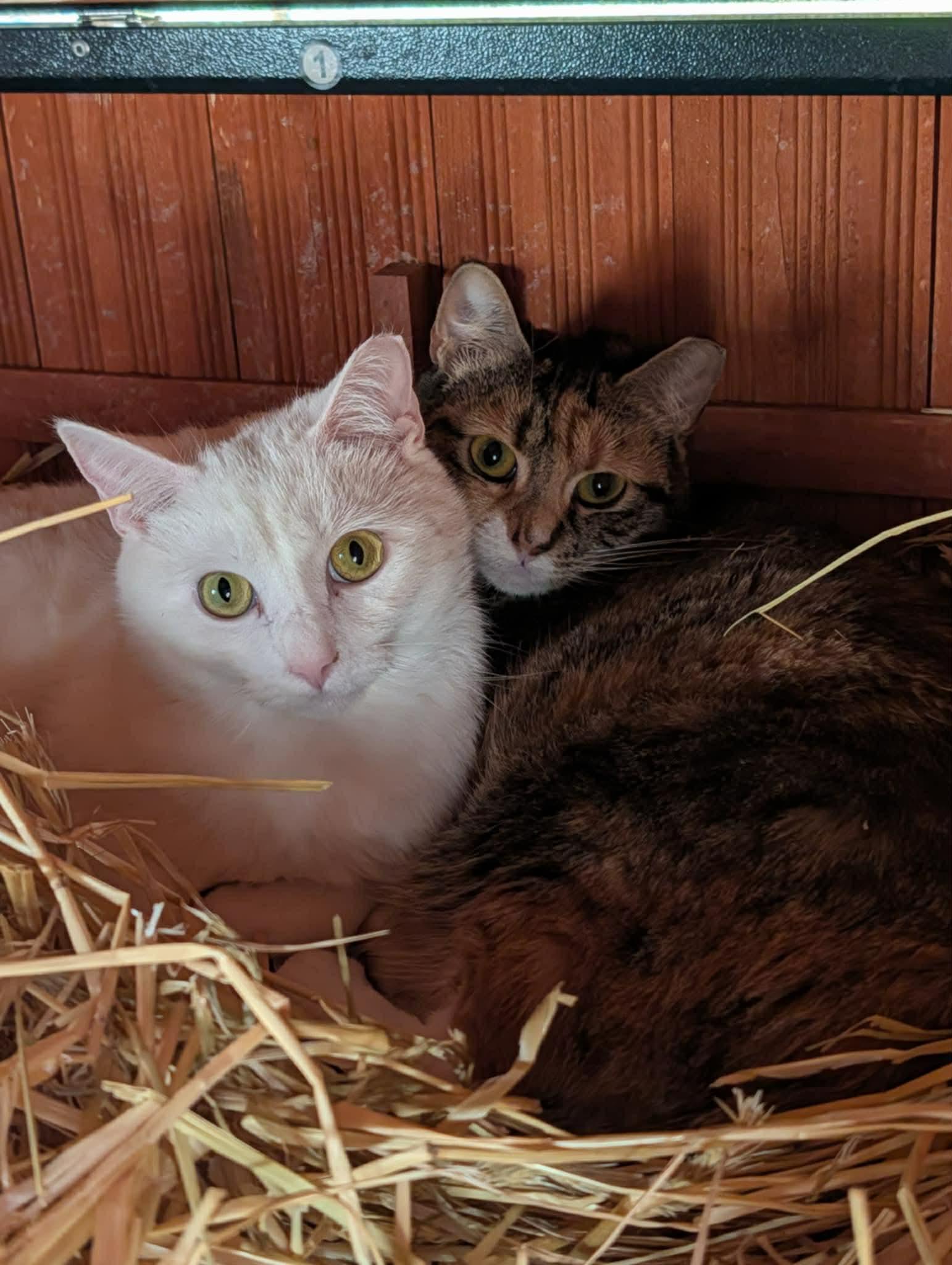 Larry & Curly: BARN CATS, adopted, Adult Male Domestic Short Hair.