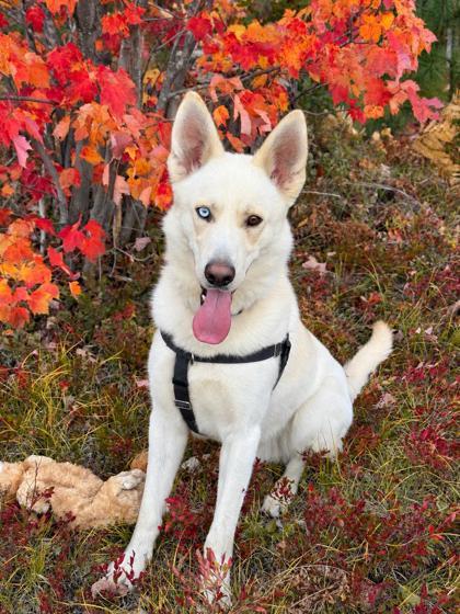 Enlarge Casper, a Adoptable mixed breed in Gwinn, MI image 1/1