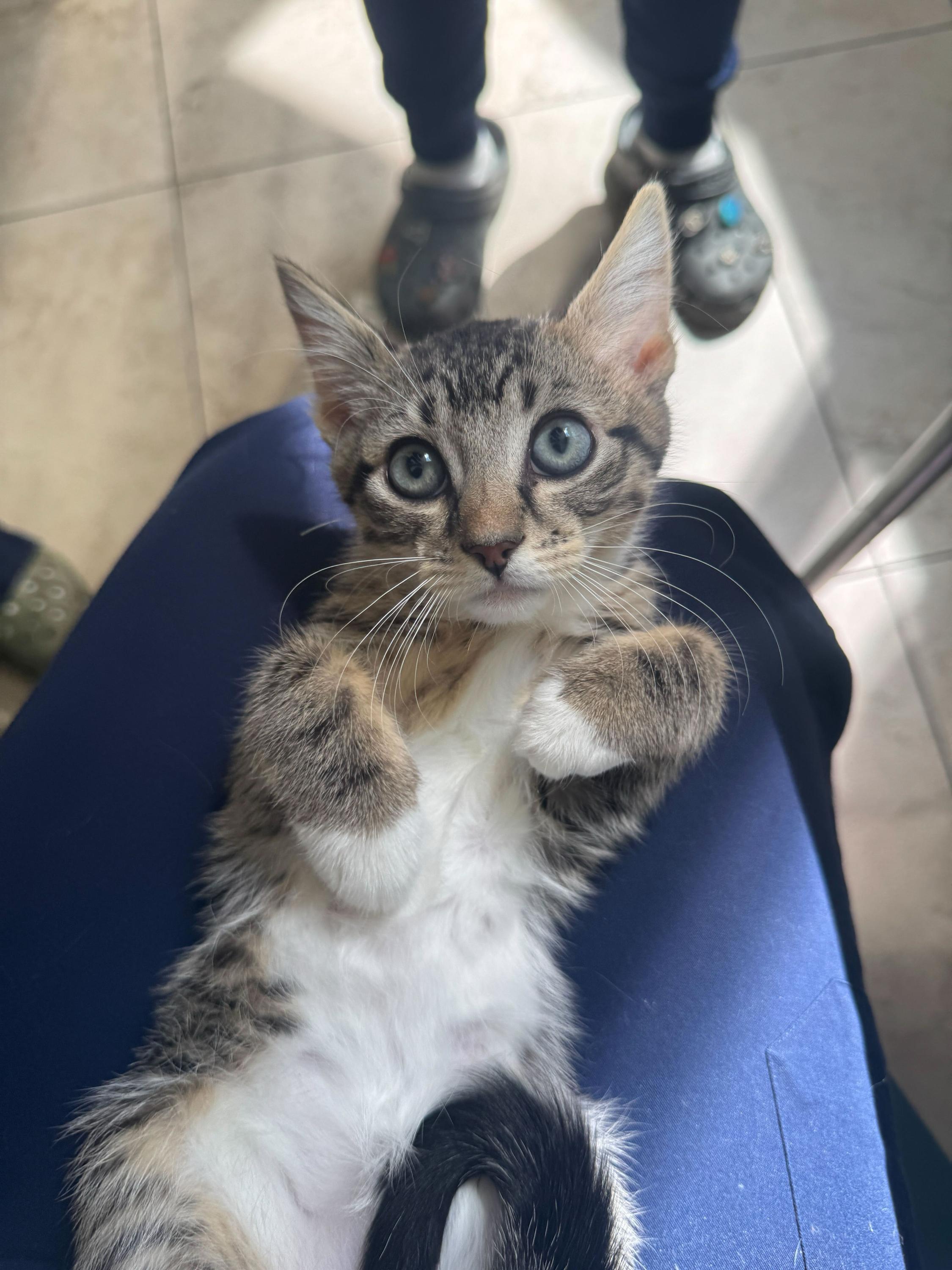 Aloof (Bonded to Tictac), adopted, Kitten Male Domestic Short Hair.
