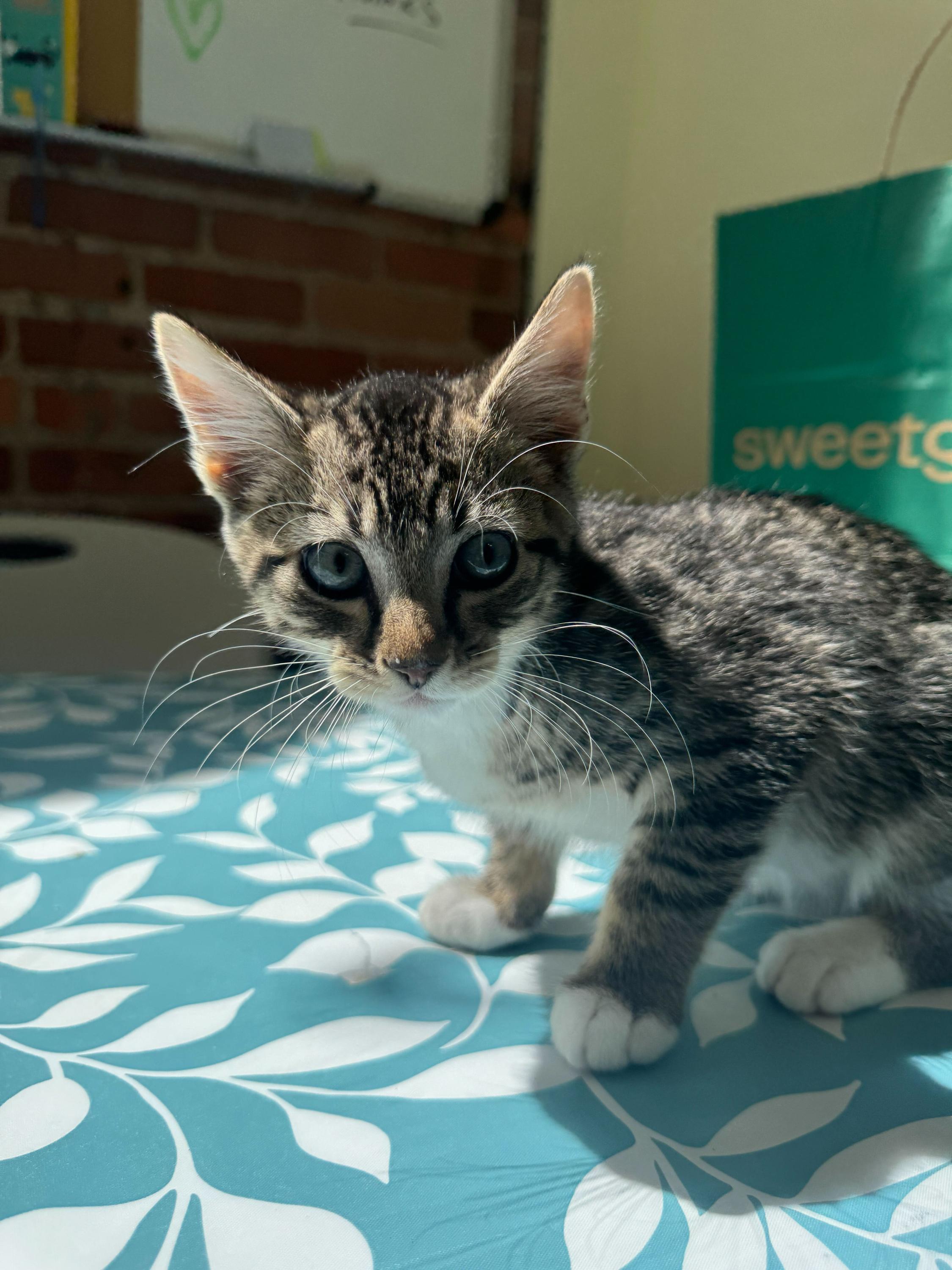 Enlarge Aloof (Bonded to Tictac), an adopted Domestic Short Hair in Long Island City, NY image 3/6