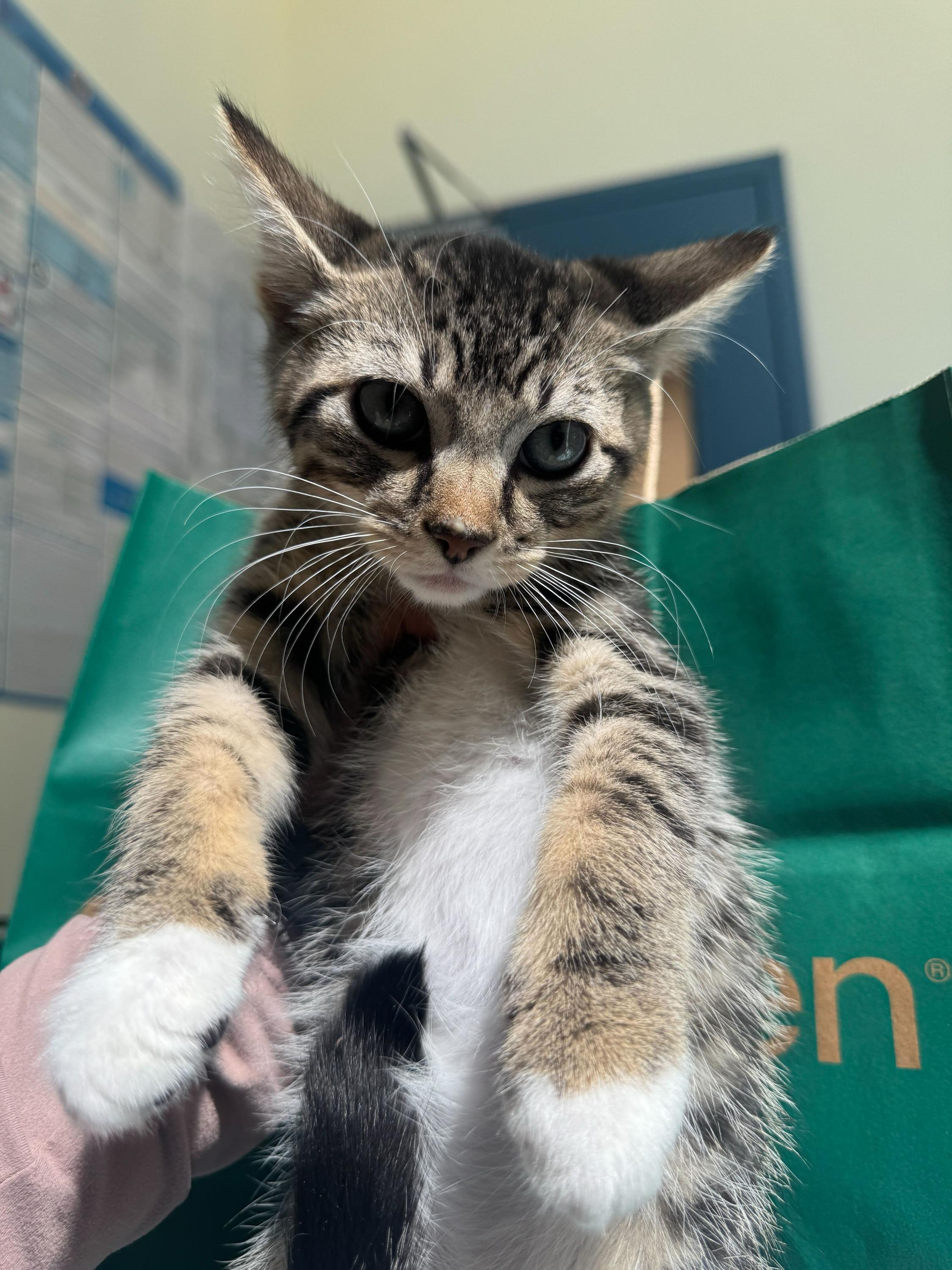 Enlarge Aloof (Bonded to Tictac), an adopted Domestic Short Hair in Long Island City, NY image 2/6