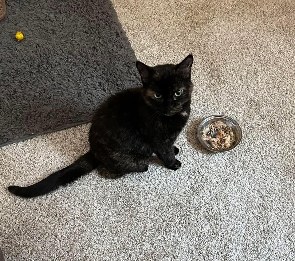 Mabel, Adoptable, Senior Female Domestic Short Hair & Domestic Short Hair.