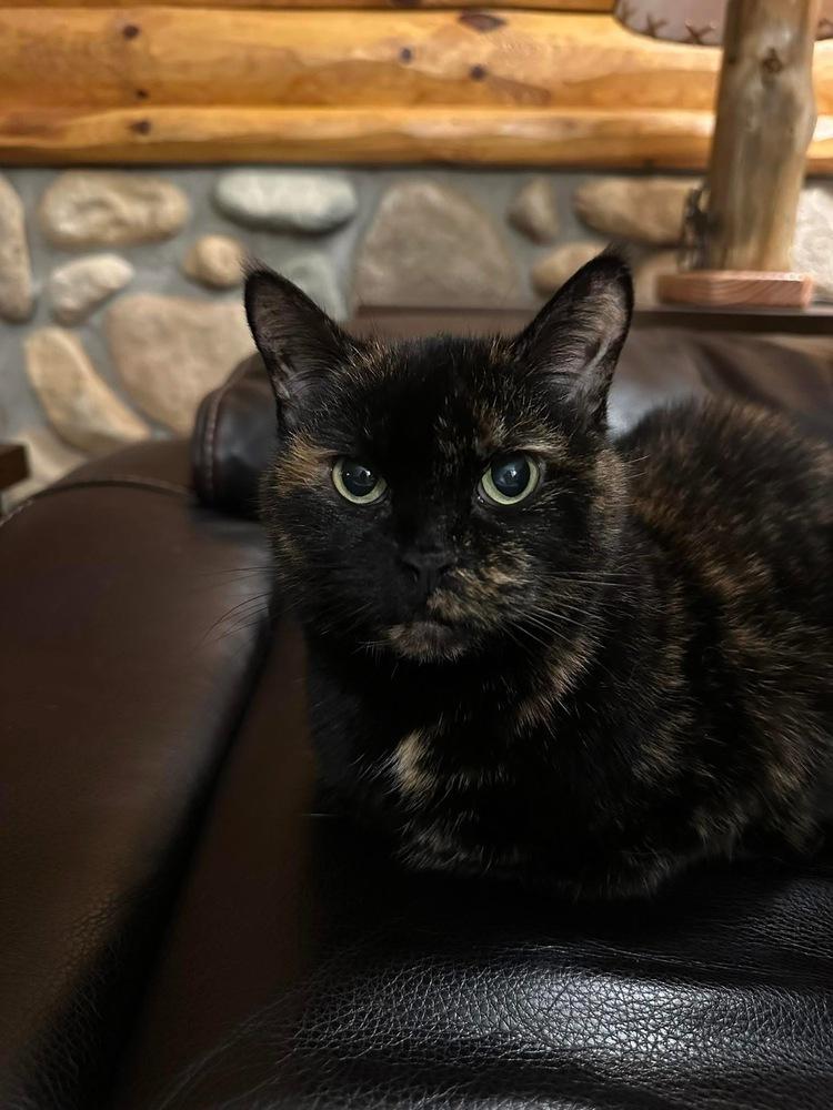 Enlarge Mabel, a Adoptable mixed breed in Poplar Grove, IL image 2/6