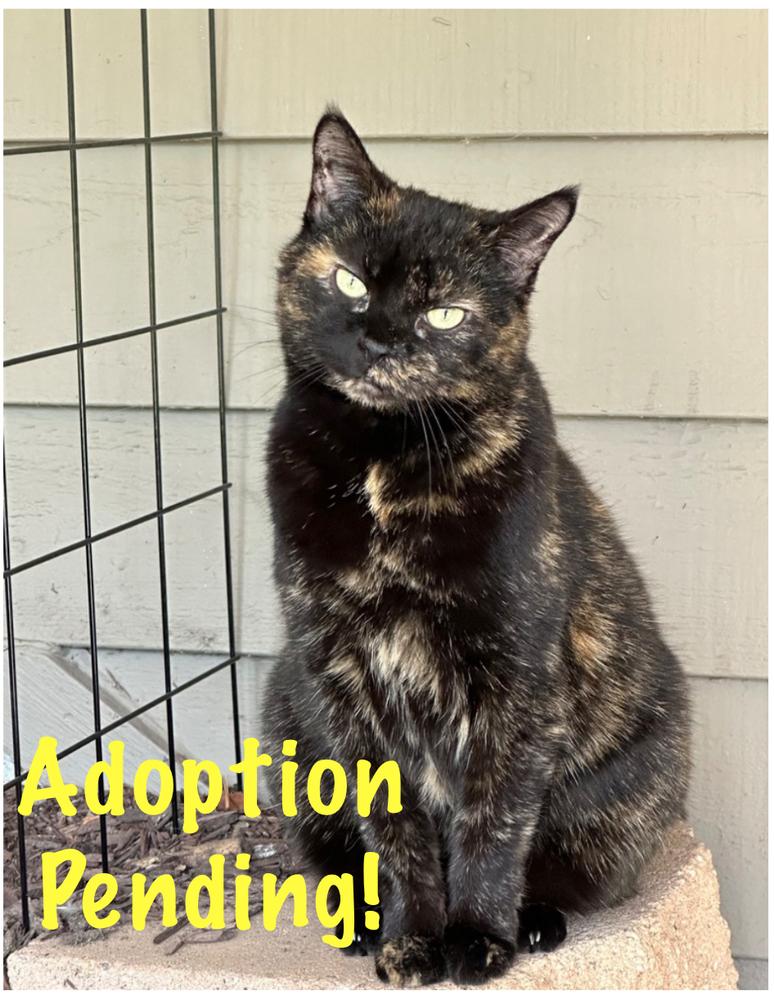 Enlarge Mabel, a Adoptable mixed breed in Poplar Grove, IL image 3/6