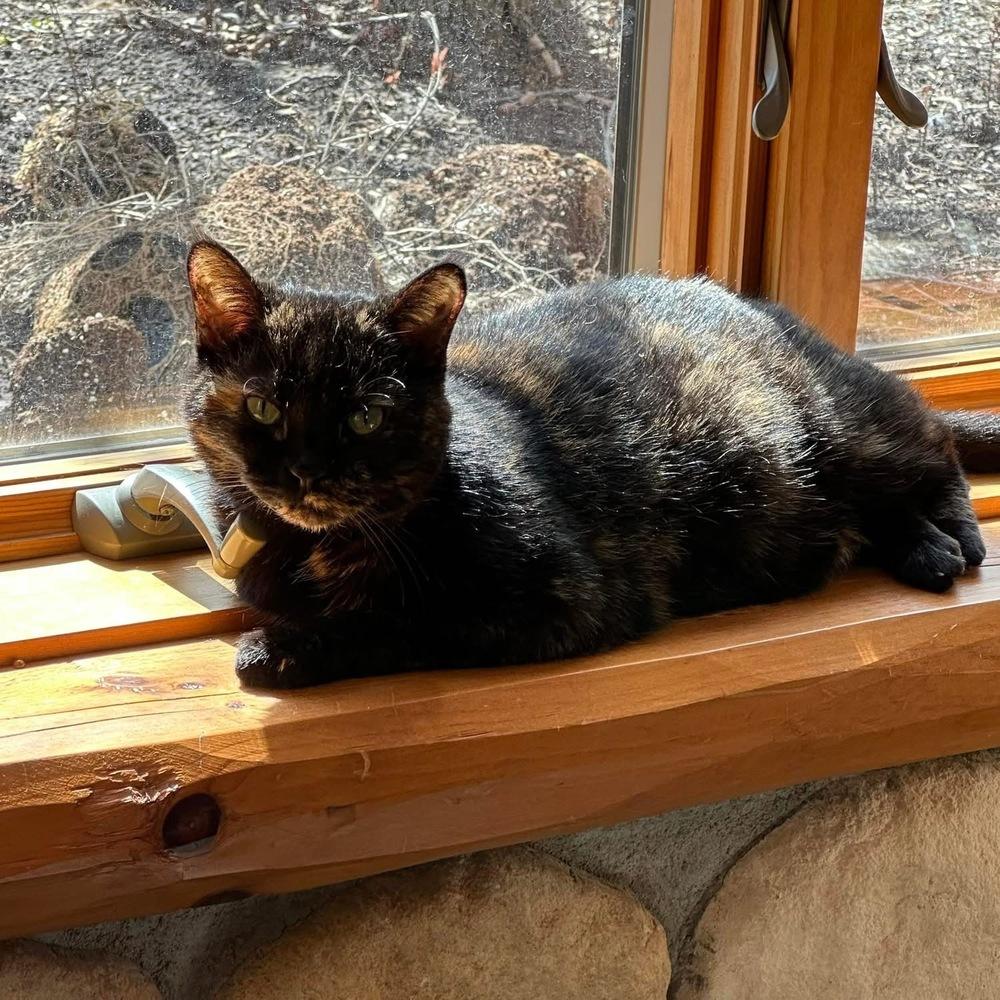 Enlarge Mabel, a Adoptable mixed breed in Poplar Grove, IL image 5/6