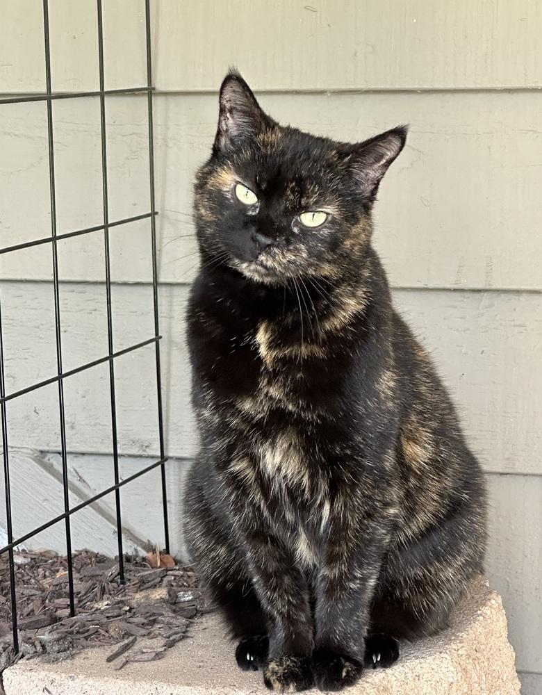Enlarge Mabel, a Adoptable mixed breed in Poplar Grove, IL image 6/6