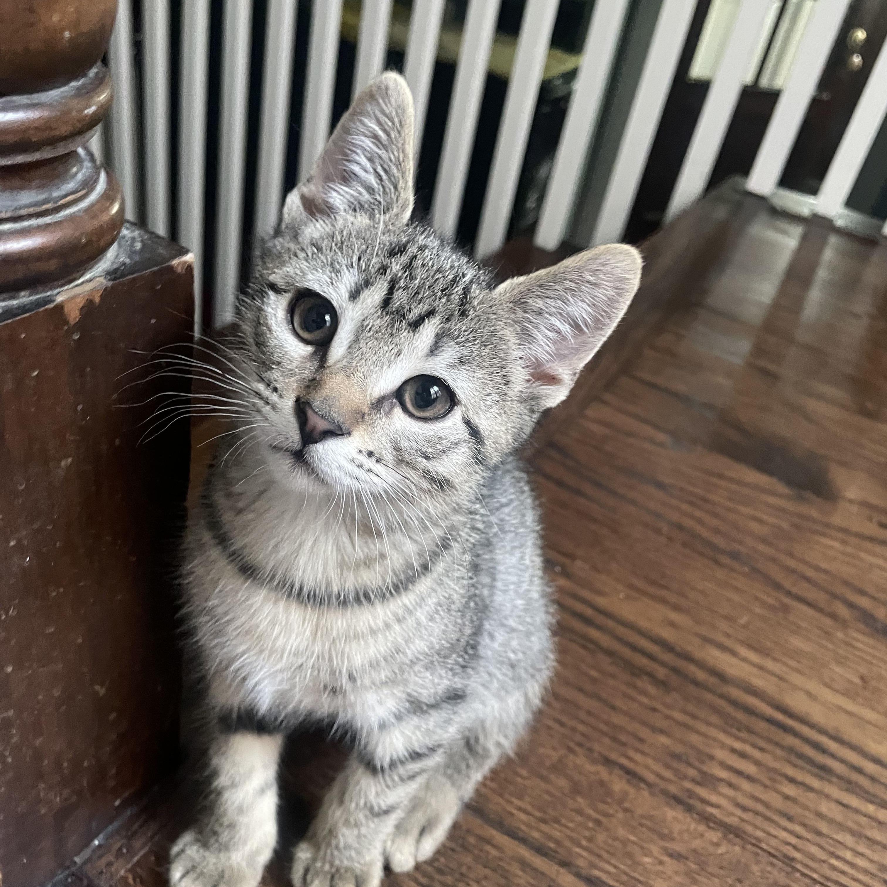 Enlarge Anu, a Adoptable Domestic Short Hair in Chicago, IL image 1/3