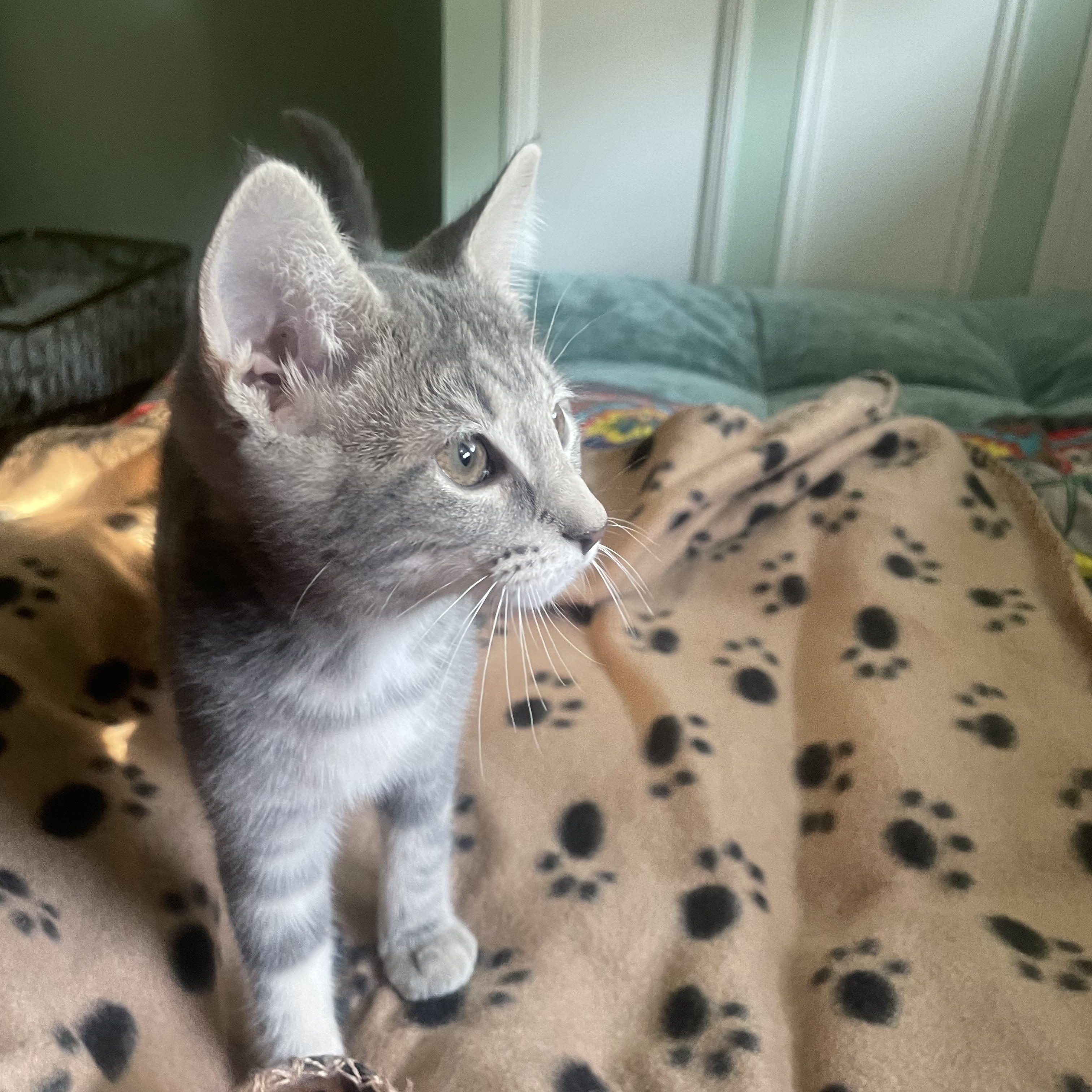 Enlarge Anu, a Adoptable Domestic Short Hair in Chicago, IL image 2/3