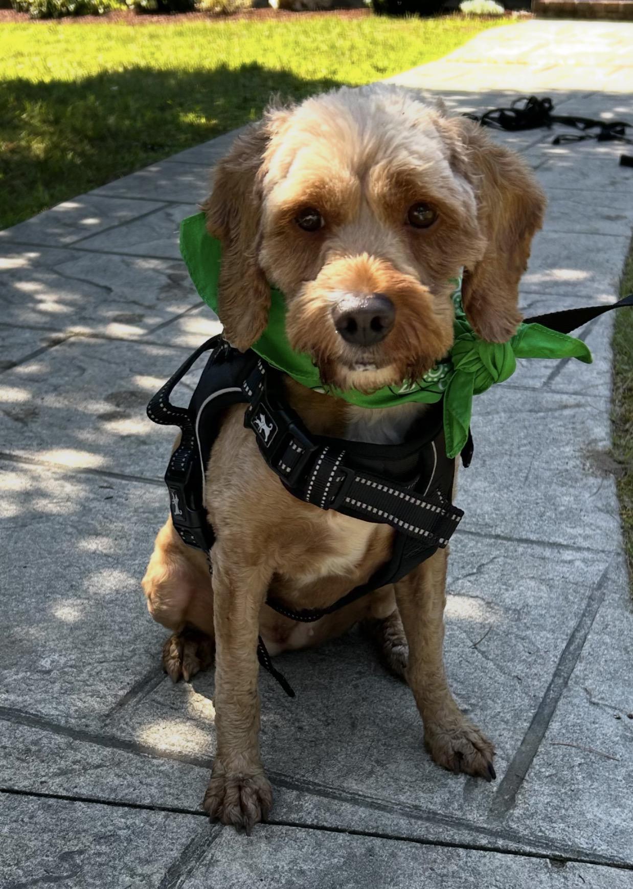 Willow ( courtesy post ), an adopted mixed breed in WARREN, RI image 2/2