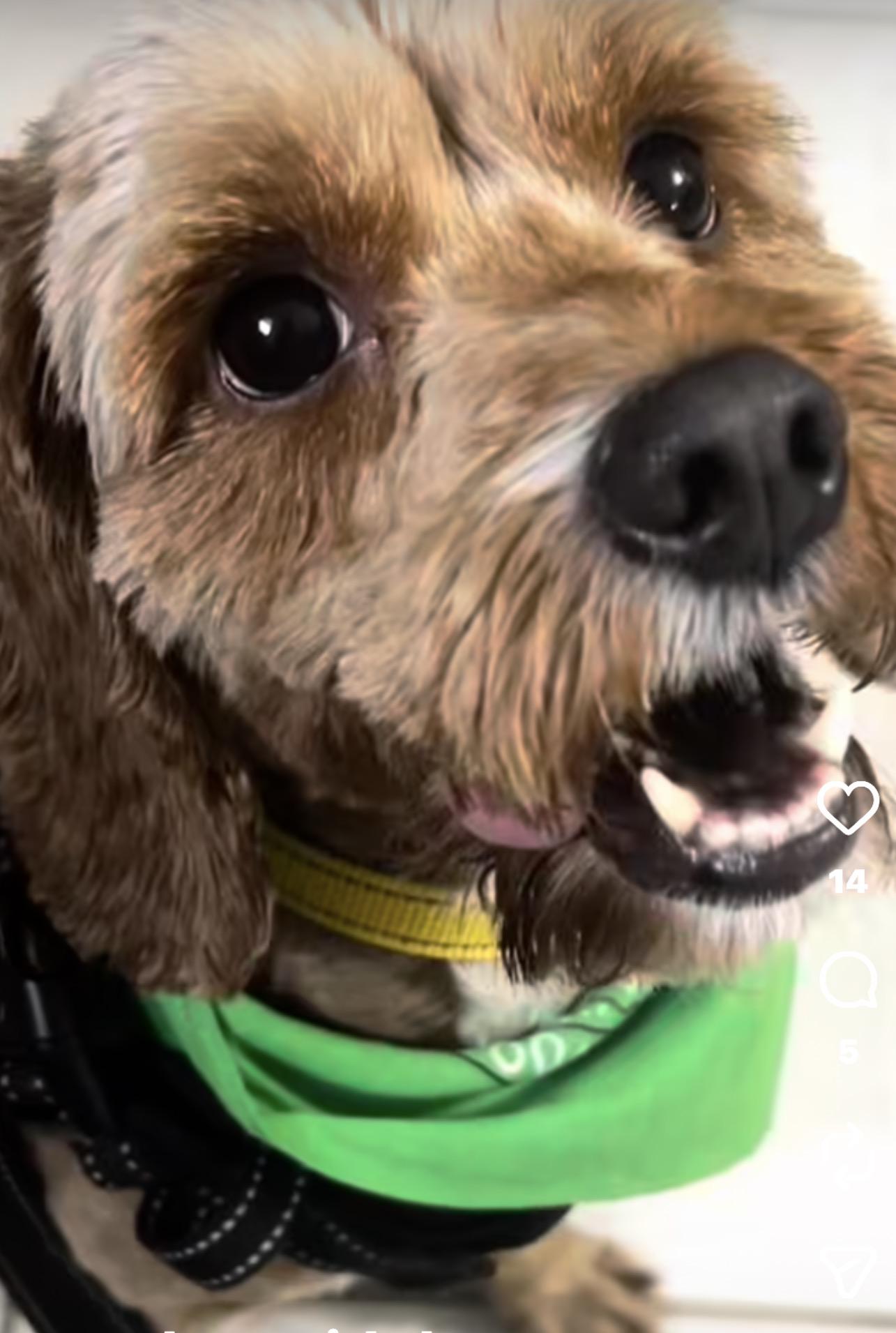 Willow ( courtesy post ), an adopted mixed breed in WARREN, RI image 1/2