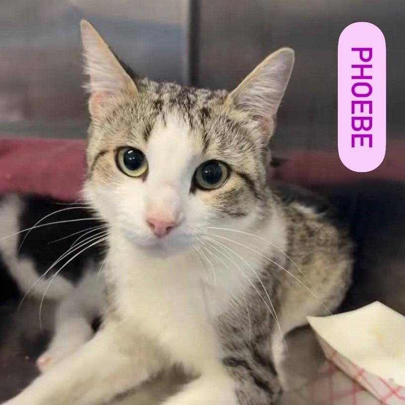 PHOEBE, Adopted, Young Female Domestic Short Hair.