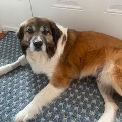 Chester G — thumbnail 3