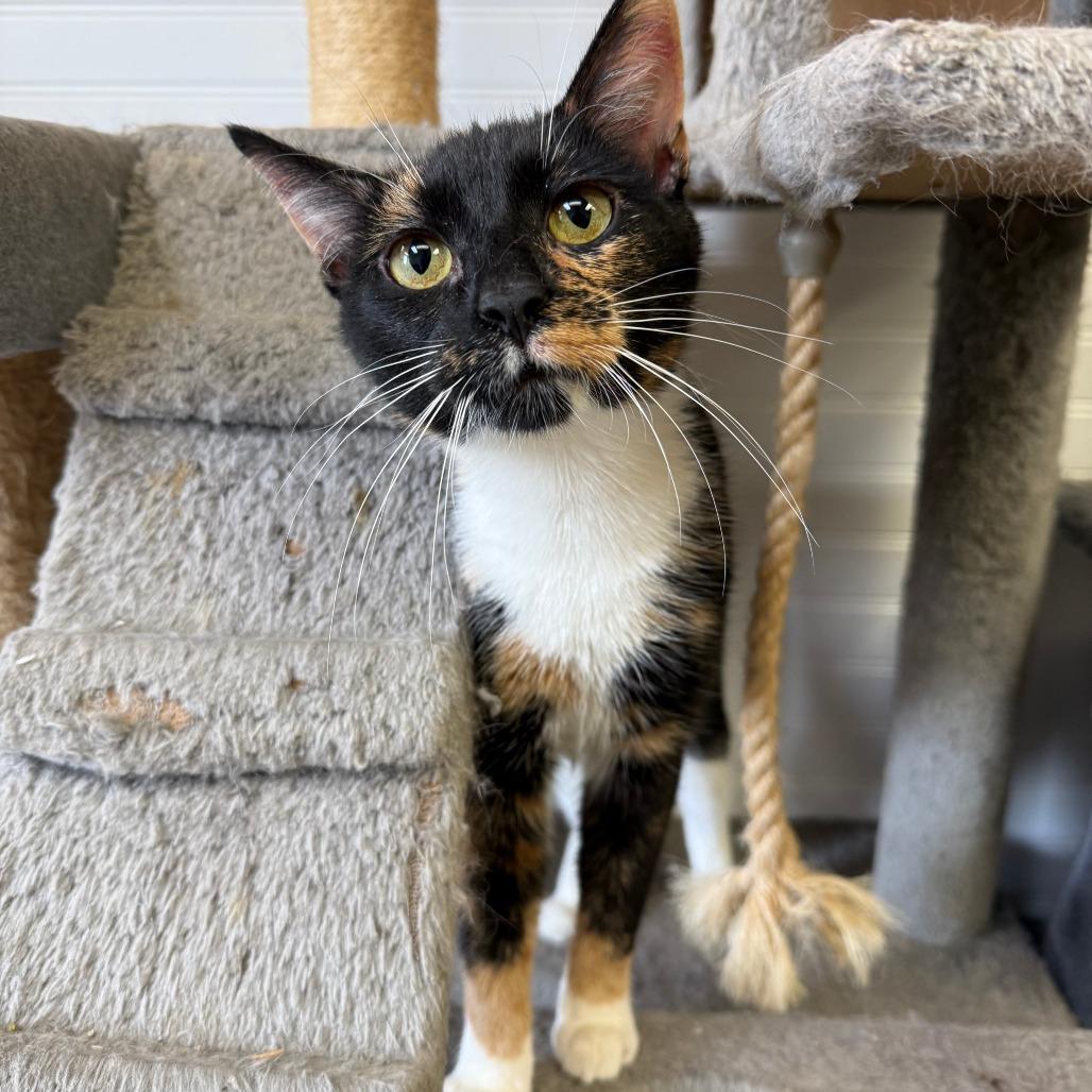 Valentina, Adoptable, Adult Female Domestic Short Hair.