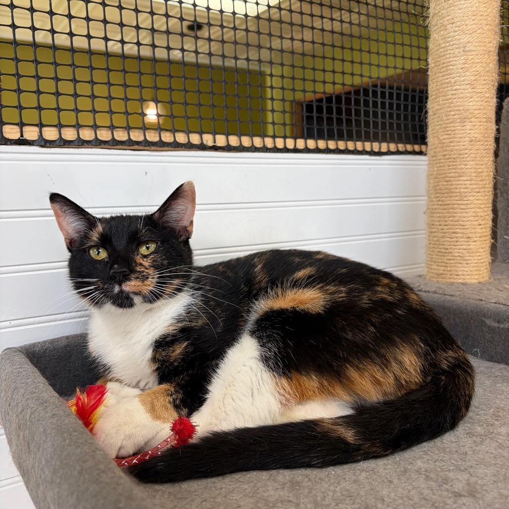 Enlarge Valentina, a Adoptable Domestic Short Hair in Bloomington, IL image 2/2