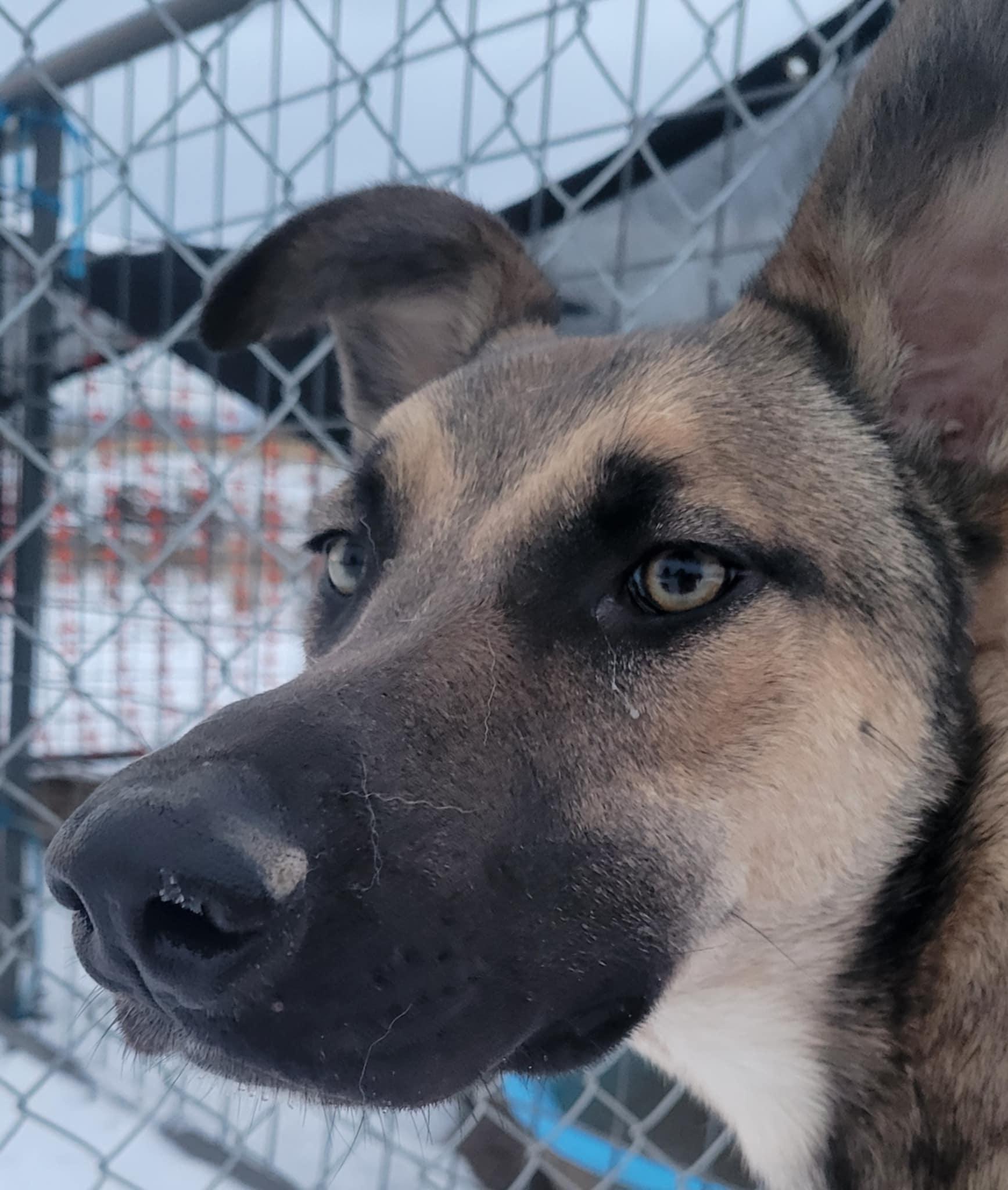 Beau *Courtesy Post* Out of town Pet, Young Male German Shepherd Dog