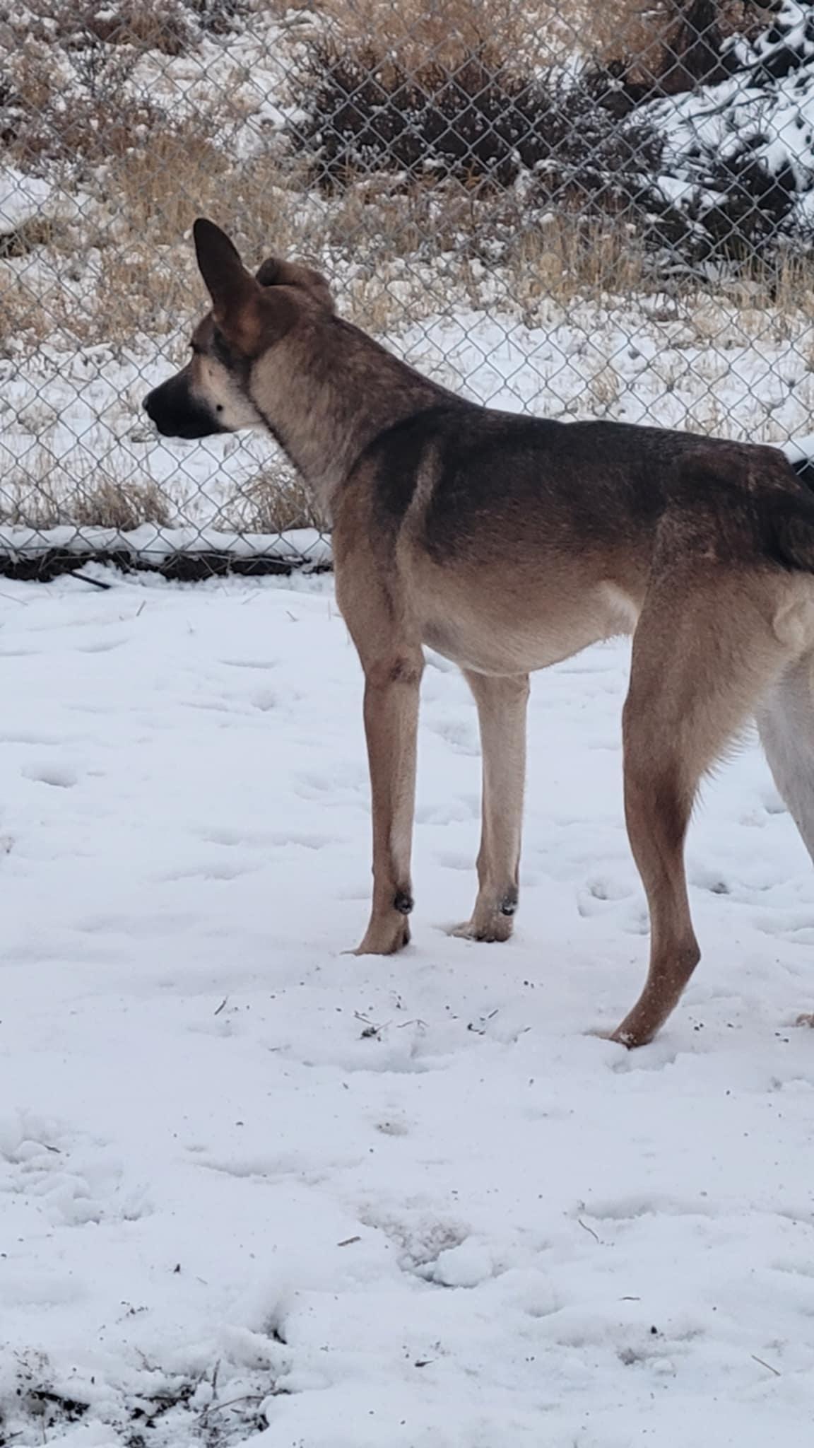 Beau *Courtesy Post* Out of town Pet, a Adoptable mixed breed in Arlington, WA image 4/4