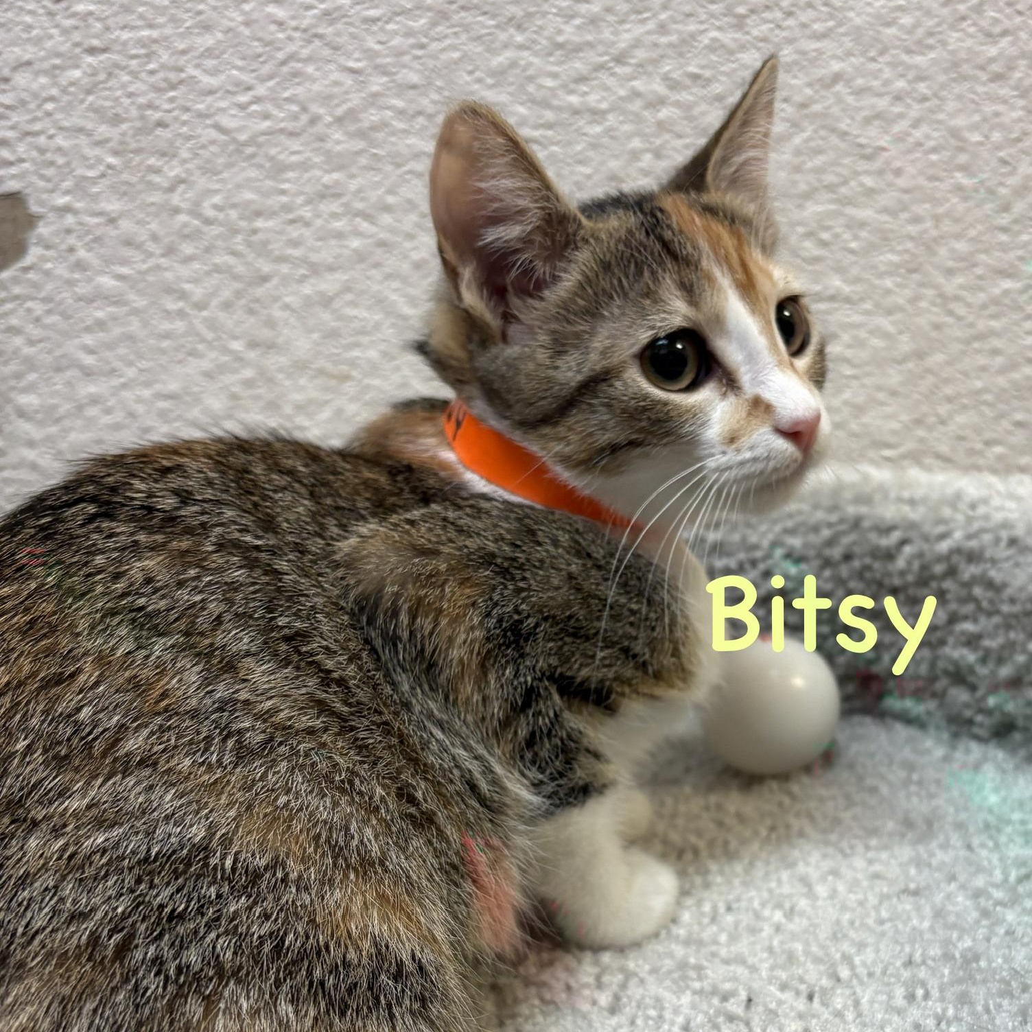 Bitsy (call 602-692-1499 to meet Bitsy), Adoptable, Young Female Tabby & Calico.