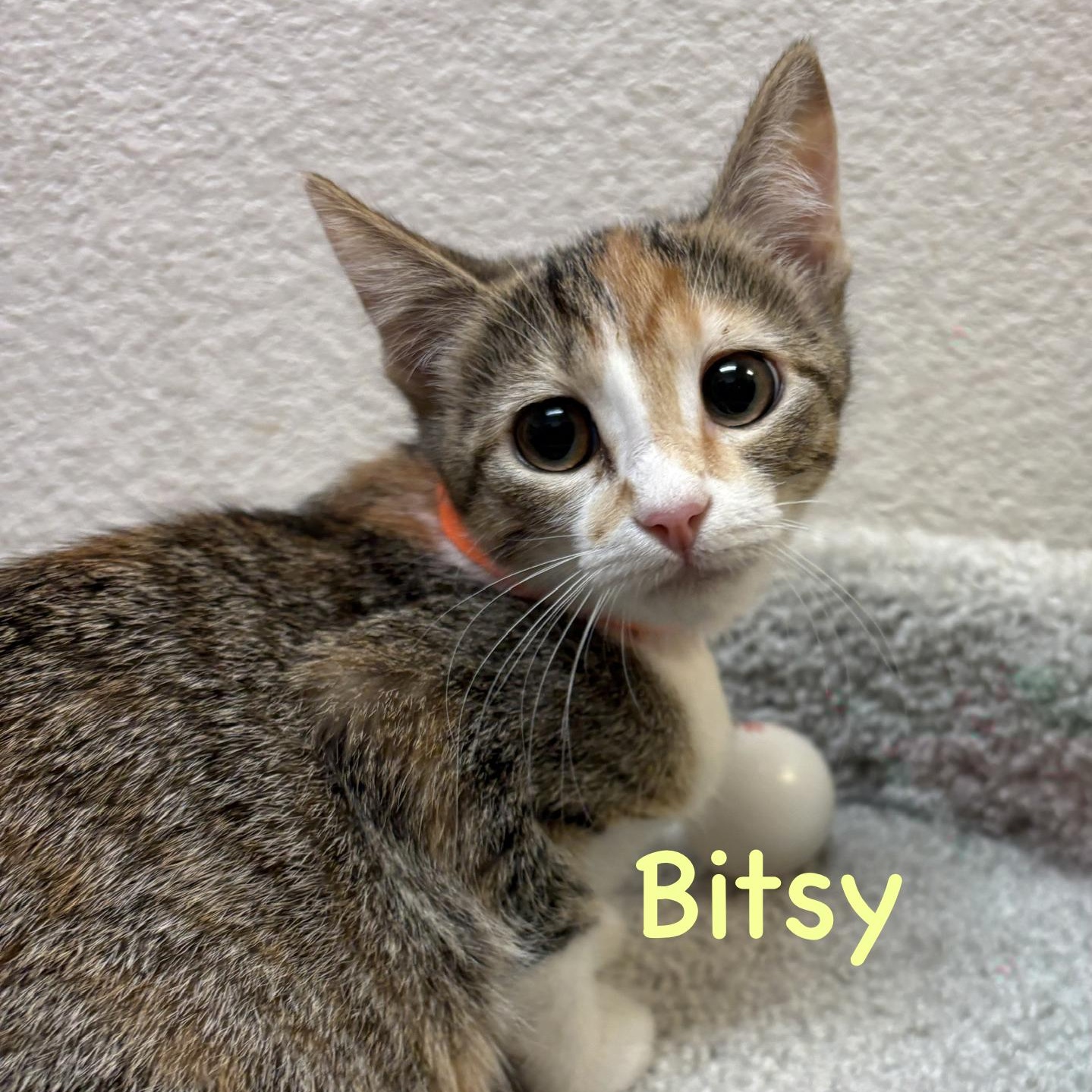 Enlarge Bitsy (call 602-692-1499 to meet Bitsy), a Adoptable mixed breed in Phoenix, AZ image 2/3