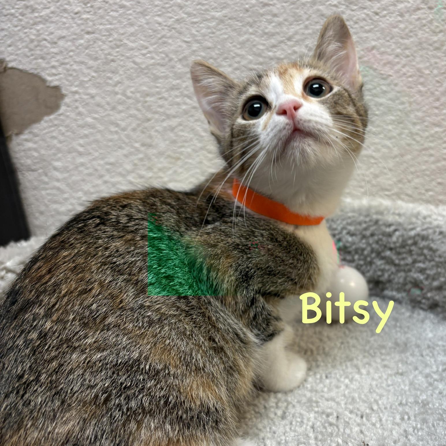 Enlarge Bitsy (call 602-692-1499 to meet Bitsy), a Adoptable mixed breed in Phoenix, AZ image 3/3