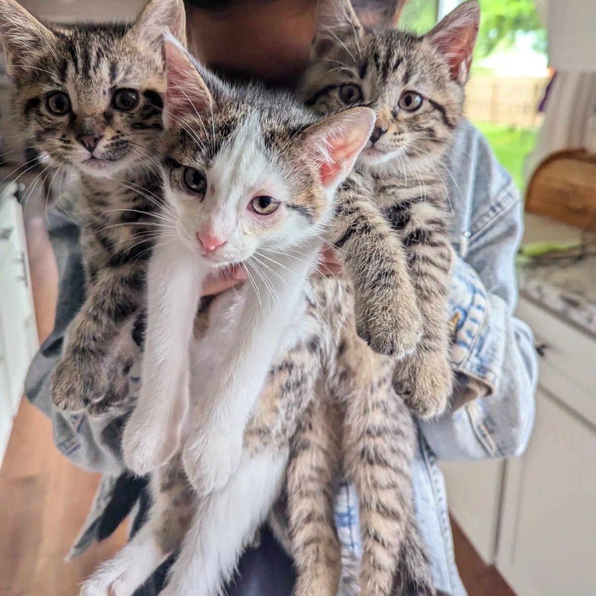 The Tree Kittens!, Baby Female unknown