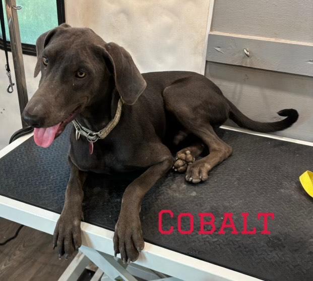 Cobalt 6