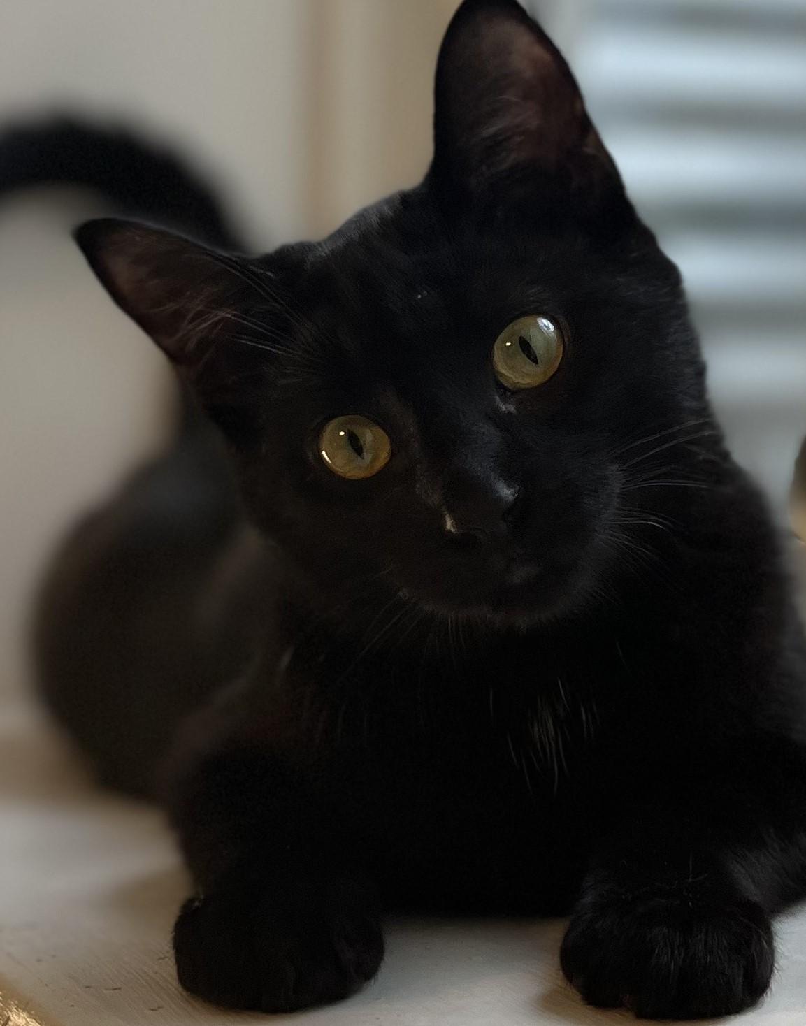 Enlarge Cosette, a Adoptable Domestic Short Hair in Mississauga, ON image 1/2